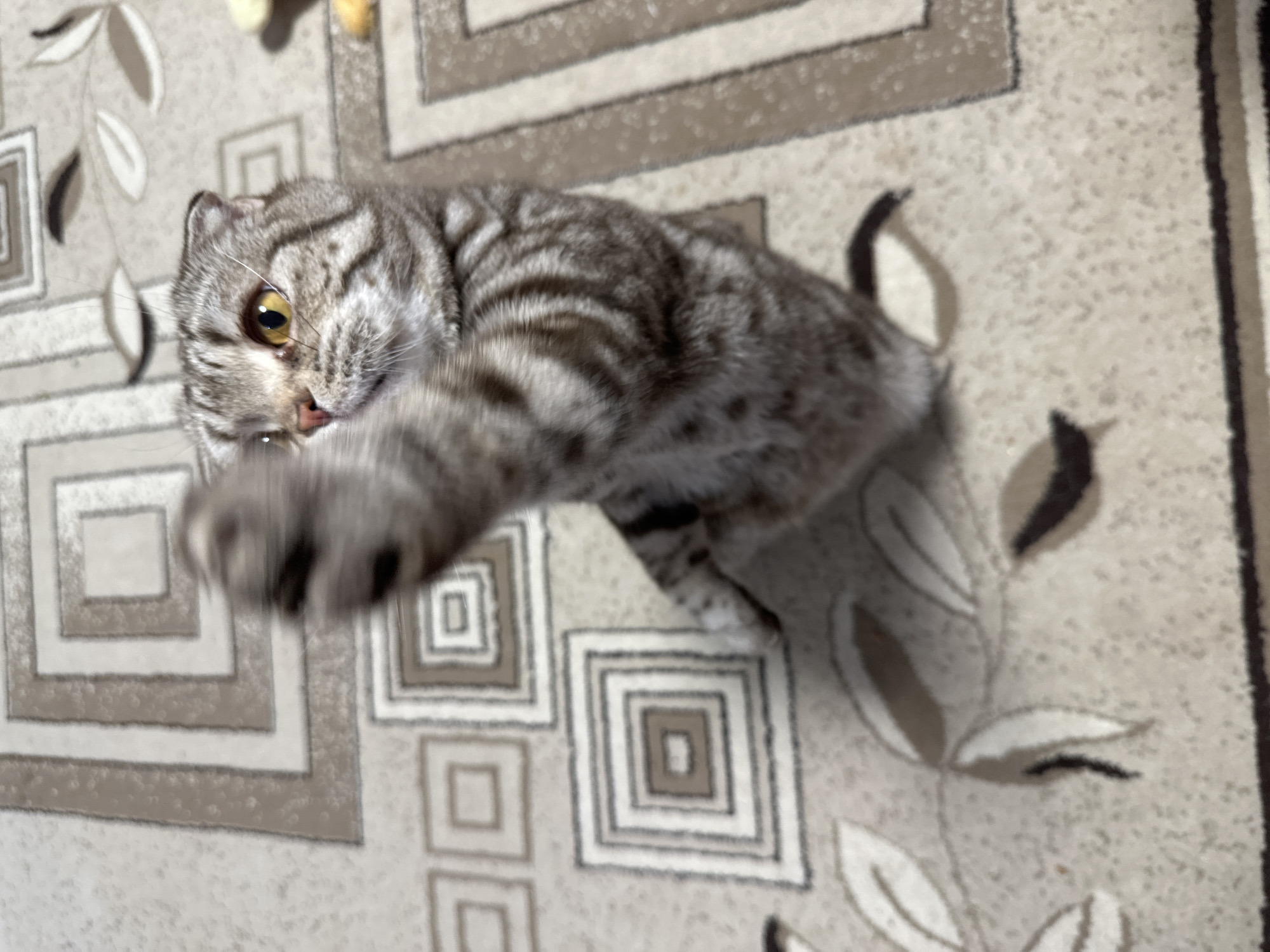 A gray tabby cat is lying on a patterned carpet, reaching out its paw towards the camera. The carpet has a geometric design of squares and rectangles in shades of beige and brown, as well as floral patterns. The scene is indoors, location unknown.