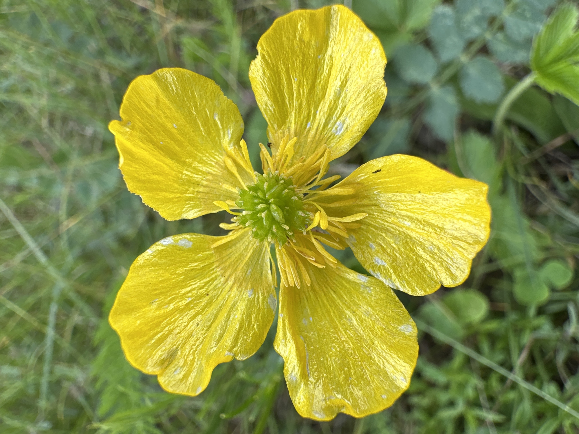 A close-up, eye-level, vertical shot shows a bright yellow flower with five petals, each with slightly irregular edges. The petals are textured with fine lines and have scattered small white spots. In the center of the flower is a green pistil surrounded by numerous yellow stamens. The flower is set against a blurred background of green grass and foliage, with some lighter green clover-like leaves visible at the bottom. The lighting suggests it is daytime, likely outdoors in natural light. The overall impression is of a delicate wildflower in a grassy environment.
