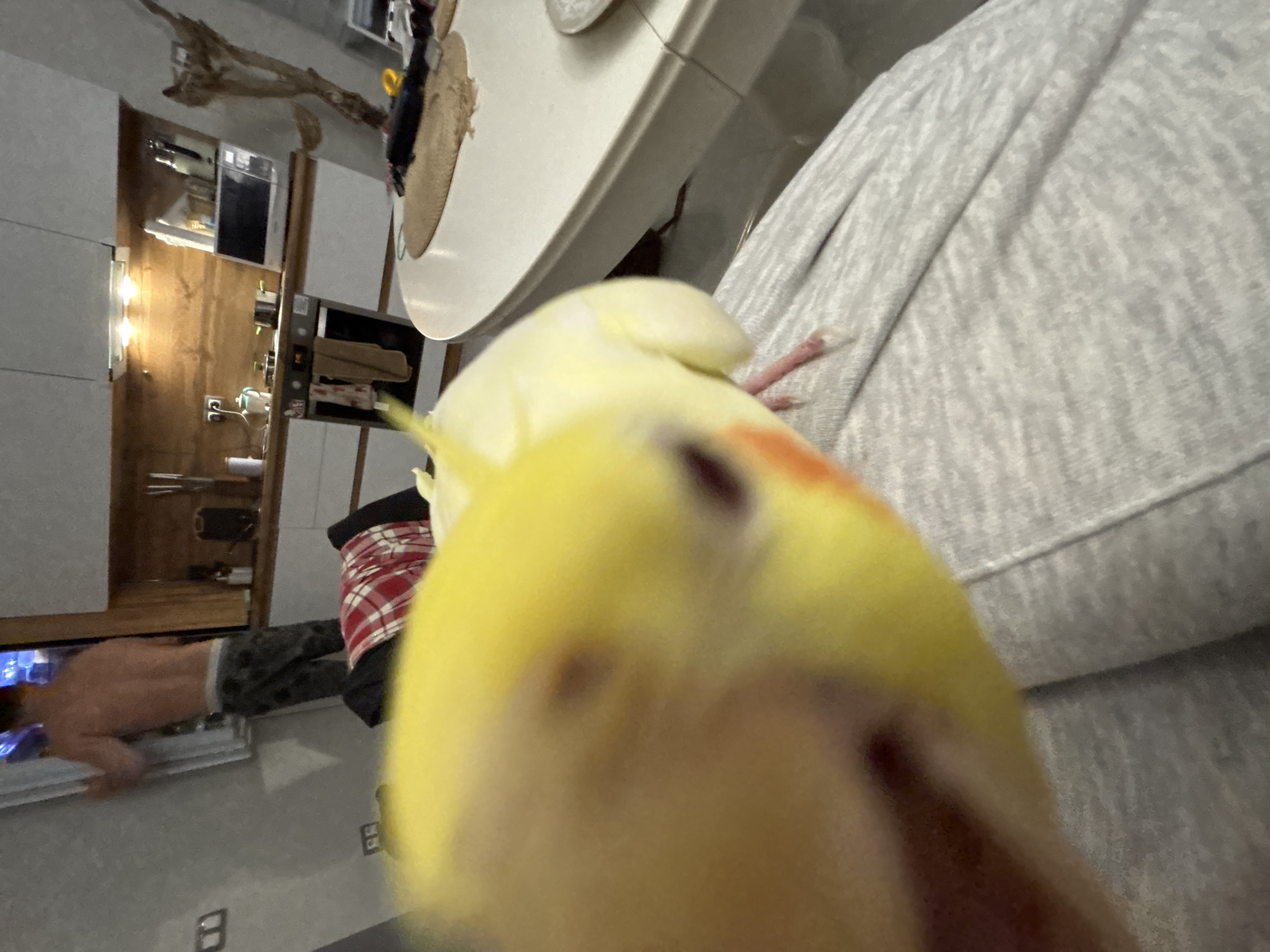 A cockatiel is in the foreground, its head and chest filling most of the frame, appearing to be held or perched on someone's leg which is covered in light gray, textured fabric. The bird is mostly yellow with orange cheeks, and its eye is visible. In the background, a shirtless man in patterned pants stands by a window looking outside. The room appears to be a kitchen with white cabinets, wooden accents, a stove, a microwave, and a round white table. The location is not specified in Krasnoyarsk, Russia.