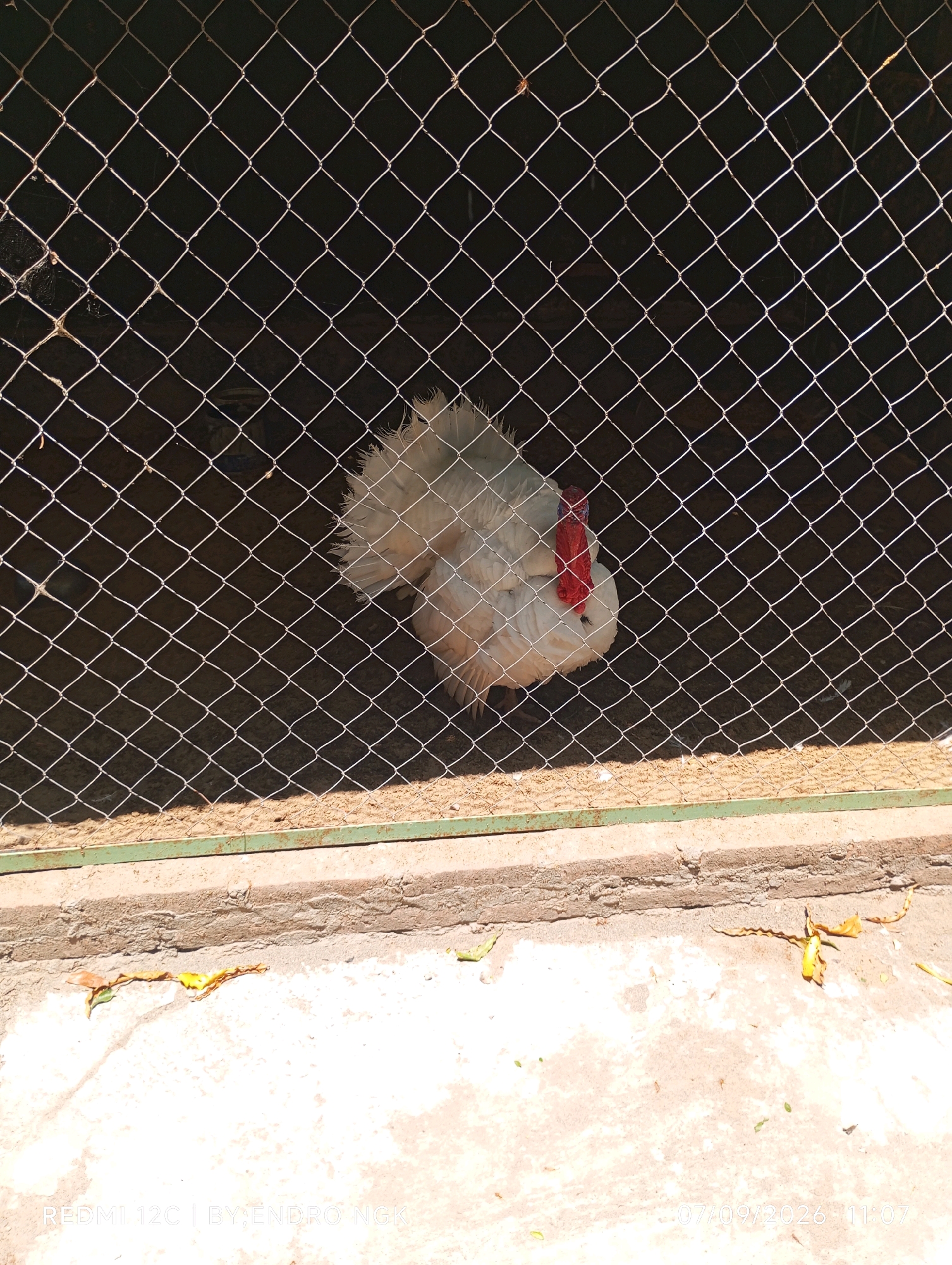 A white turkey with a red wattle is visible in an enclosure made of chain-link fencing. The turkey is standing on a dirt floor inside the enclosure. Outside the enclosure, there is a concrete path with some dried leaves scattered on it. The scene appears to be outdoors, possibly in a farm or zoo setting. The image contains text at the bottom that reads "REDMI 12C | BY:ENDRO NGK | 07/09/2026 11:07", which is a camera watermark. The location is stated to be Nganjuk, Indonesia.