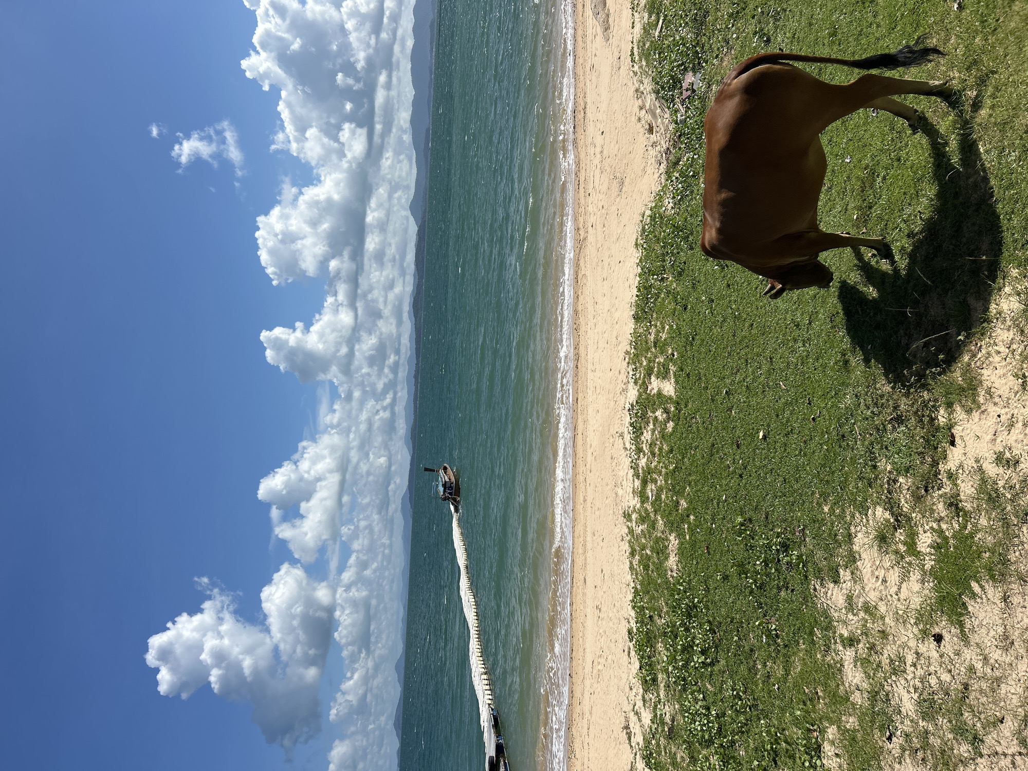 In Pakhlok, Thailand, a brown cow grazes on a grassy embankment overlooking a sandy beach and the ocean. The water is a deep teal color, with gentle waves lapping at the shore. In the distance, a long, white floating walkway stretches out into the sea, leading to a small wooden boat. The sky above is a vibrant blue, dotted with fluffy white clouds. The scene is bathed in bright sunlight, casting a distinct shadow from the cow onto the grass.
