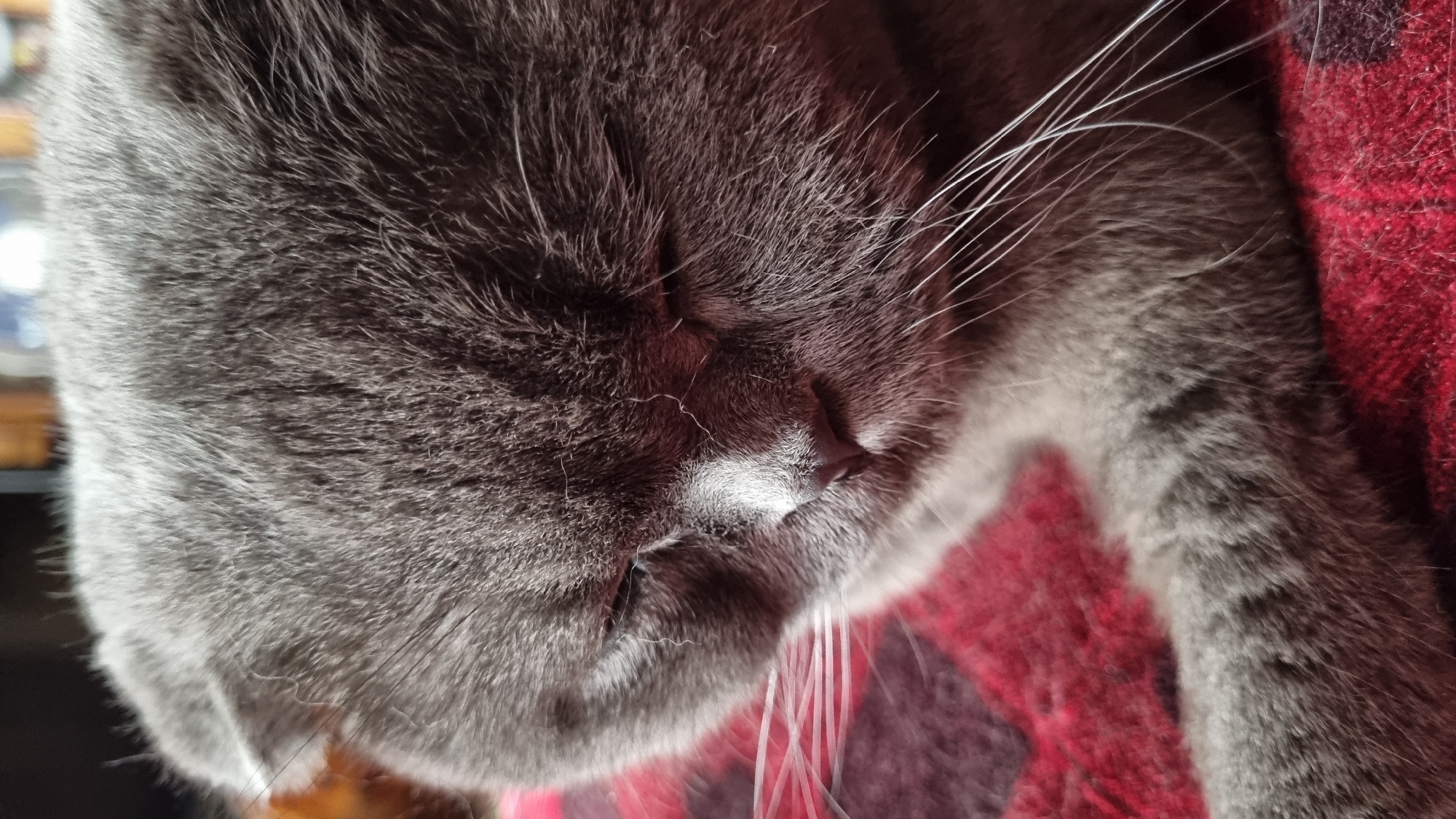 This is a close-up, eye-level, indoor photograph of a grey Scottish Fold cat sleeping on a red plaid blanket. The cat's eyes are closed, and its face is turned slightly to the left. Its ears are folded down, characteristic of the breed. Long, white whiskers extend from its muzzle. The fur is short and dense, with variations in shading due to the lighting. The background is blurred, with hints of dark and light colors, suggesting an indoor setting. The image does not contain any information that would allow for its location to be specified within the city of Vysokoe, Russia.