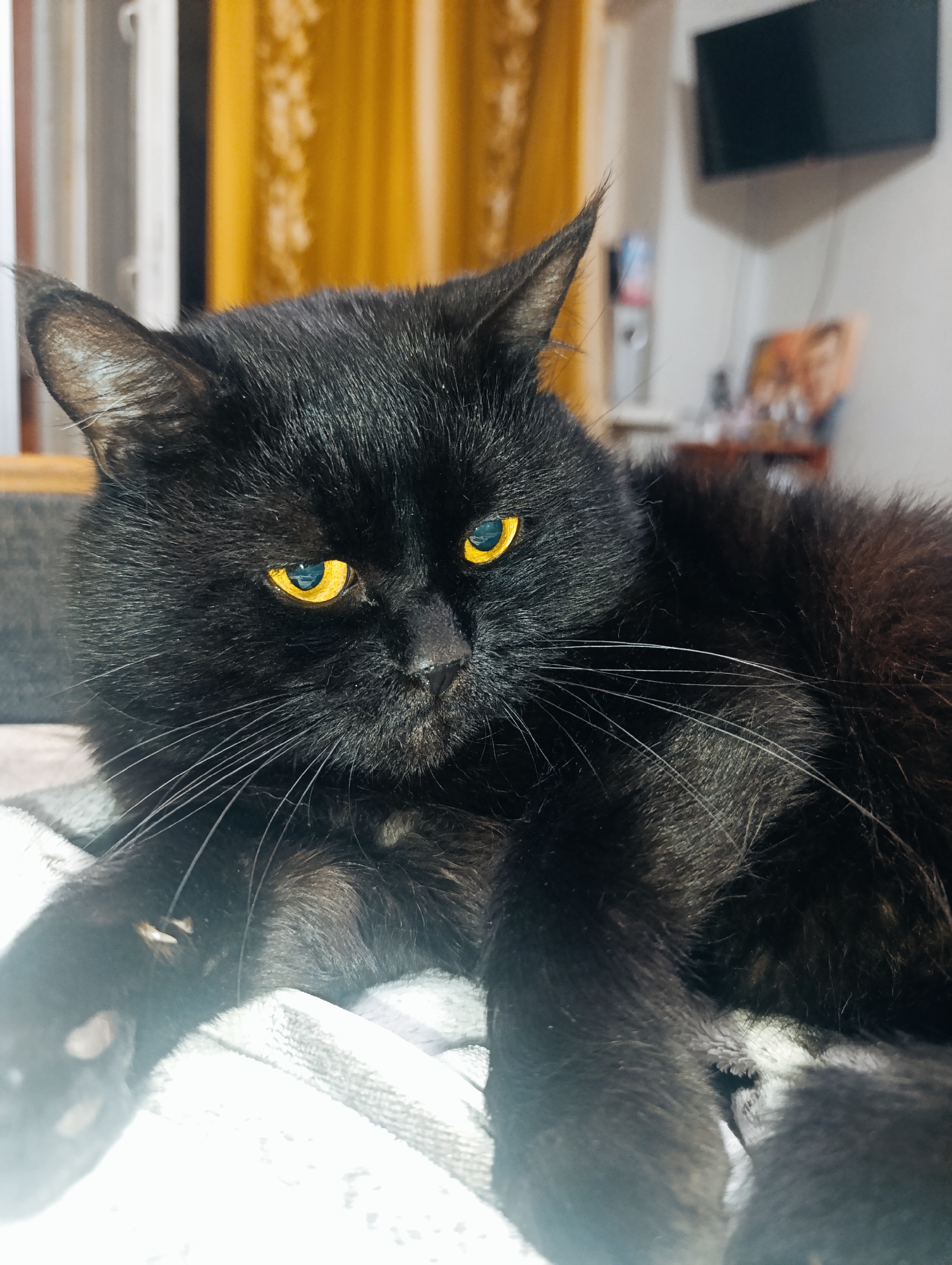 A black cat with bright yellow eyes is lying on a grey and white textured blanket indoors. The cat's fur is long and appears somewhat fluffy. In the background, there is a yellow curtain and a television mounted on the wall. The scene is lit, suggesting it is daytime or the room is well-illuminated. The cat's pose is relaxed, with its paws visible in the foreground. There is no information to indicate this scene is located in Zlatopil, Ukraine.