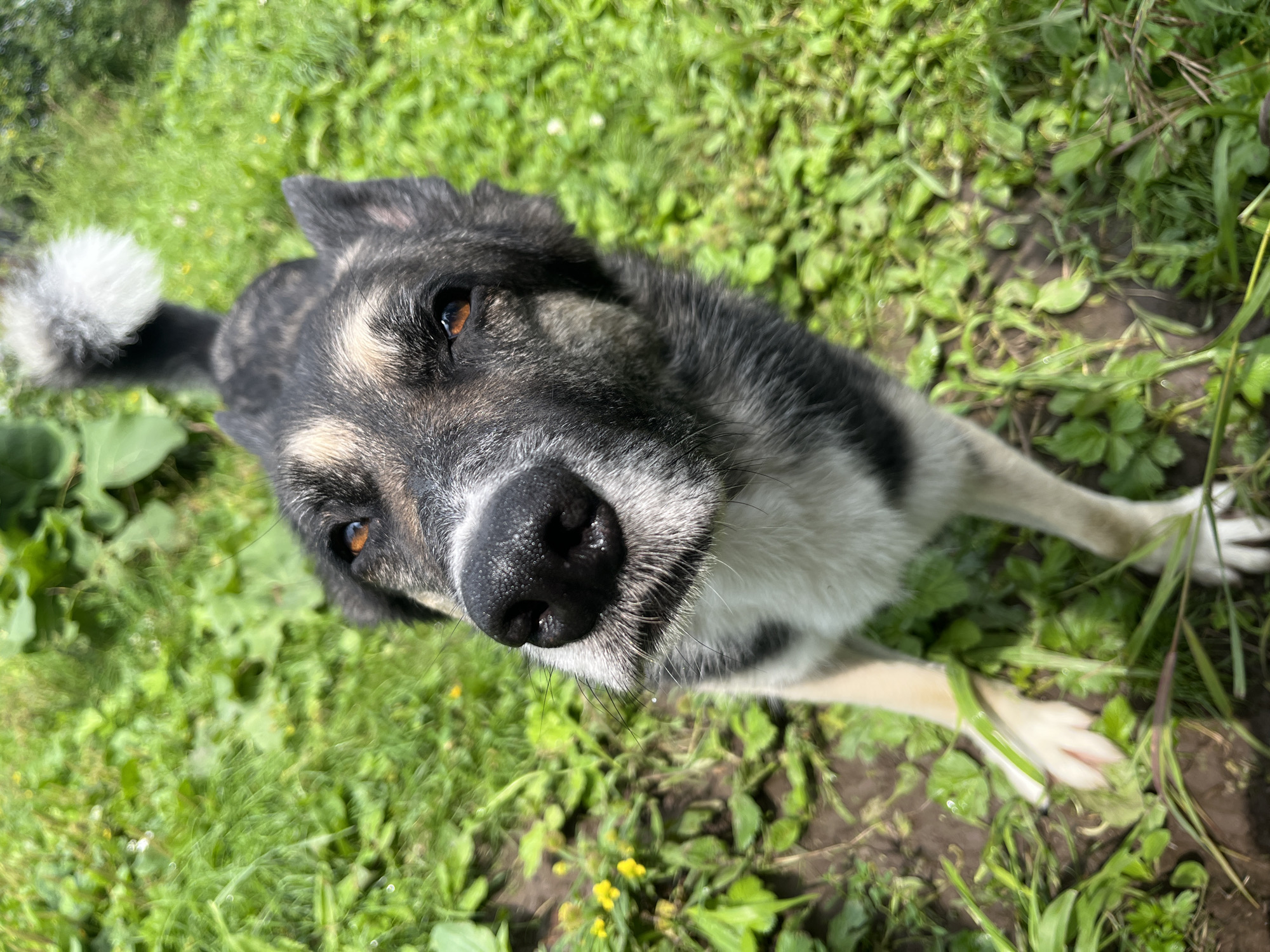 A close-up, high-angle shot shows the head and forequarters of a black, white, and grey dog standing on damp, muddy ground amidst lush green grass and some small yellow flowers. The dog's face is angled towards the camera, with its snout prominently in the foreground. Its eyes are amber colored and appear alert. The background is blurred, but suggests an outdoor, natural environment, consistent with a park or yard in the city of Nizhny Tagil, Russia. The dog's tail, which is bushy and white-tipped, is visible arching upwards behind its head. Its front paws, with light-colored fur and pink pads, are also visible in the lower portion of the frame. The lighting suggests it is daytime, possibly overcast, with diffused sunlight.