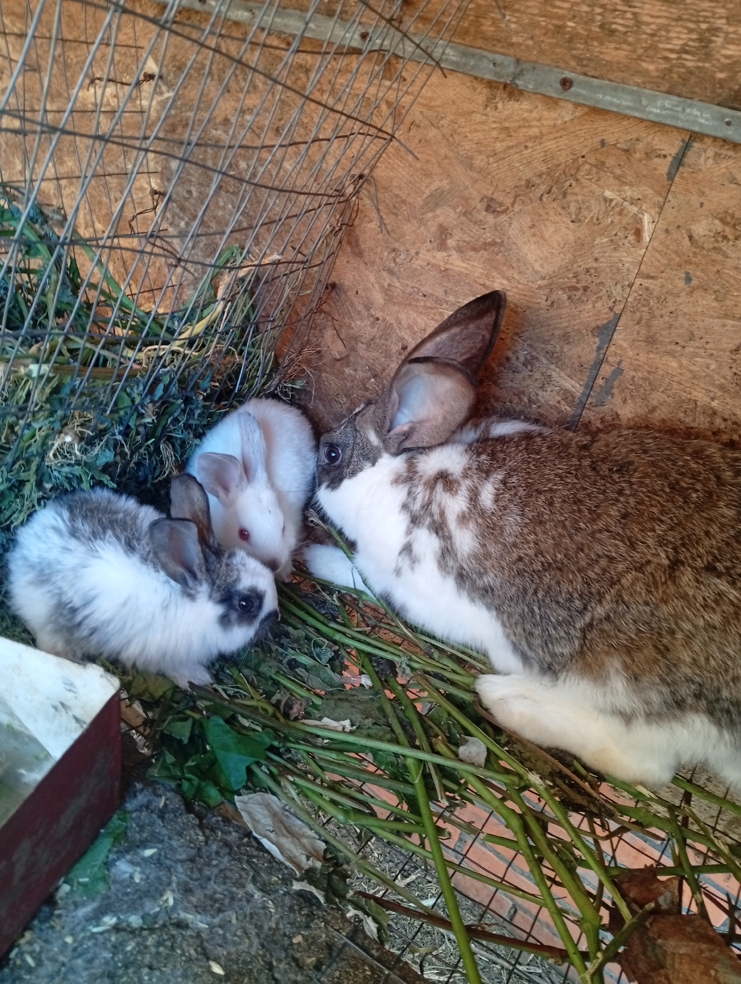 A mother rabbit and her three young kits are nestled together in a hutch. The mother rabbit, with a brown and white coat, rests on the right side of the frame, while two smaller kits, one with a white coat and the other with a gray and white coat, huddle close to her on the left. A third kit, entirely white, is positioned between the mother and the other two kits. The rabbits are surrounded by hay and green vegetation, suggesting they are in an outdoor enclosure or a rural setting. The background of the hutch is made of wooden planks, and a wire mesh fence is visible at the top and left of the image. The lighting suggests it is daytime. No text is visible in the image.