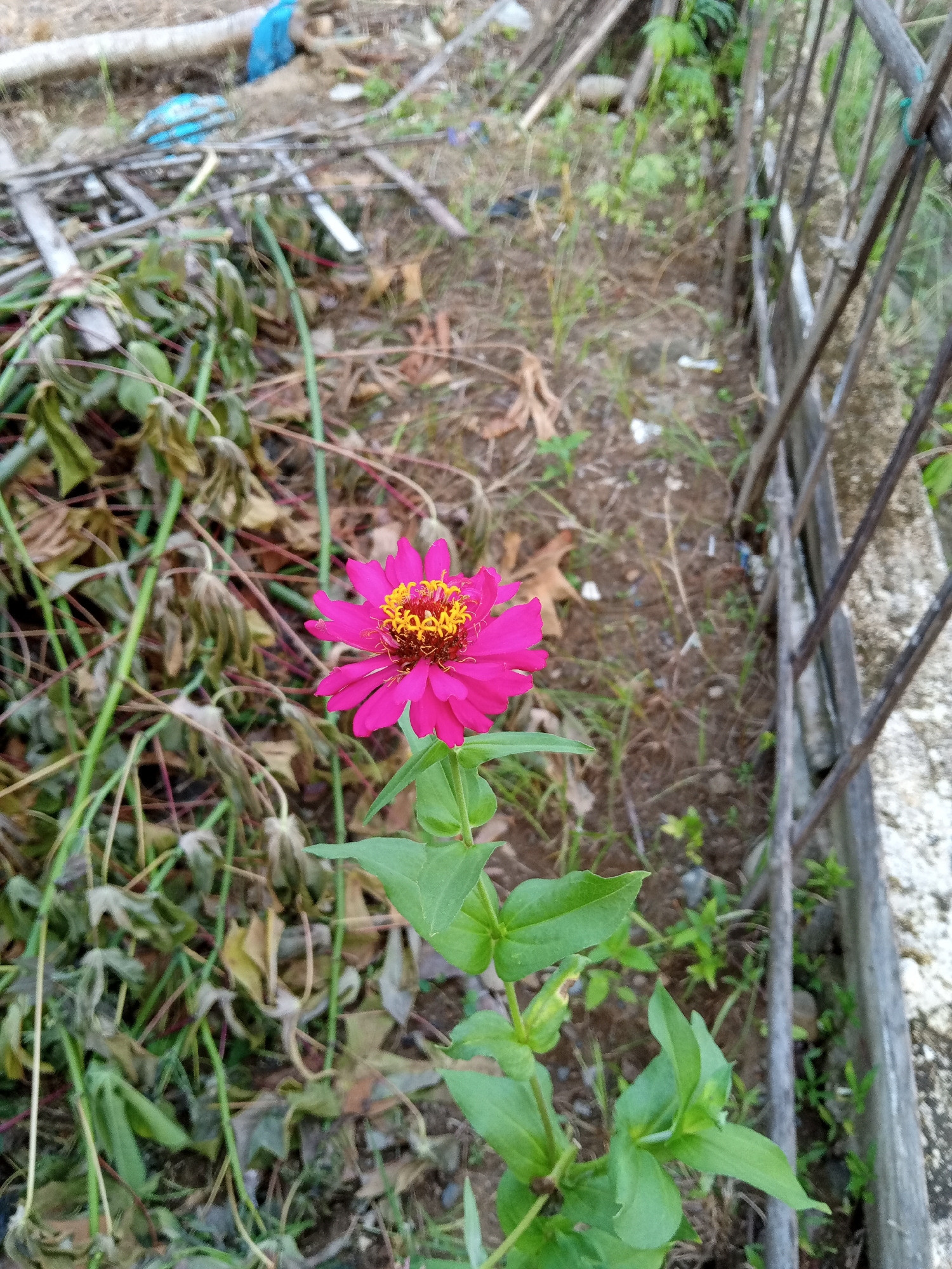 The image shows a close-up view of a single pink zinnia flower in the foreground, with its vibrant petals and yellow center. The flower is in focus, with a stem and green leaves extending downwards. The background is blurred and shows an outdoor environment. To the left, there is a pile of dried leaves and branches, some with green stems still attached. Further back, there are more dried plant matter and some debris, including a blue plastic item. To the right, there is a gray, weathered fence or railing made of vertical metal bars and a concrete border. The ground is covered with soil, dried leaves, and sparse vegetation. The scene appears to be in a somewhat unkempt outdoor area, possibly a garden or yard in Uteunbunta, Indonesia. There are no people or animals visible in the image.