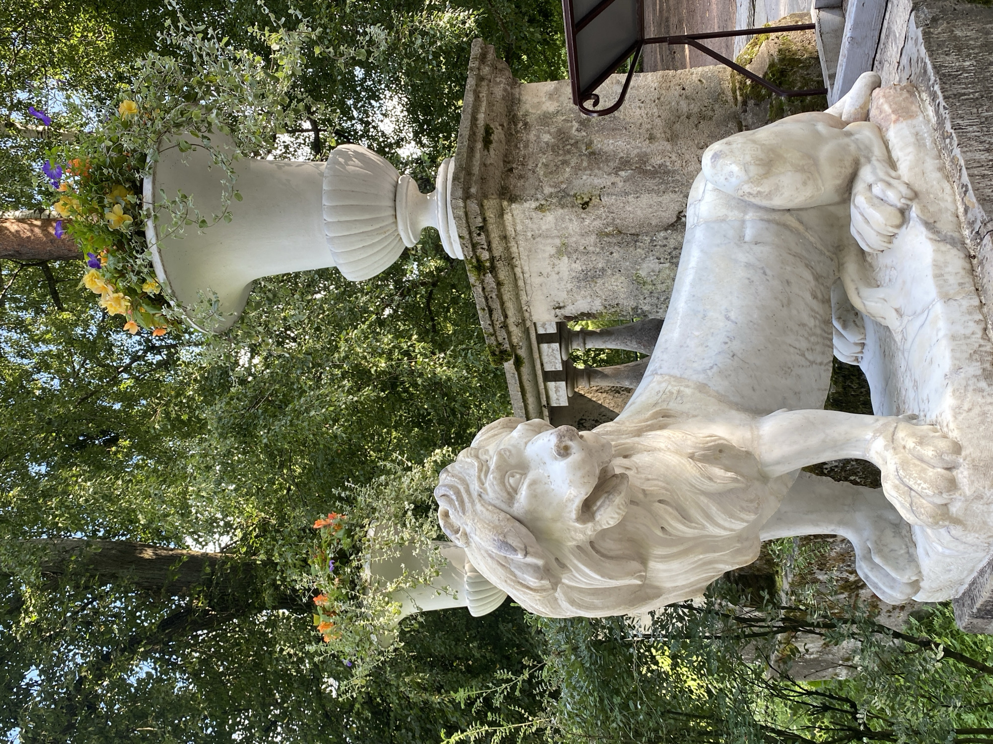This is an exterior, eye-level, medium shot of a marble lion sculpture situated outdoors. The sculpture is white and carved in a realistic style, depicting a resting lion with its mane framing its face. The lion is positioned on a stone base. Behind the sculpture, two large, white decorative urns overflow with colorful flowers and trailing green plants. These urns rest on a weathered, stone balustrade or wall. Lush green trees and foliage form the background, suggesting a park or garden setting. The light indicates it is daytime, with sunlight illuminating the scene. The overall ambiance is one of a serene and decorative historical park. This scene is located in Pavlovsk, Russia, specifically in the Pavlovsk Park.