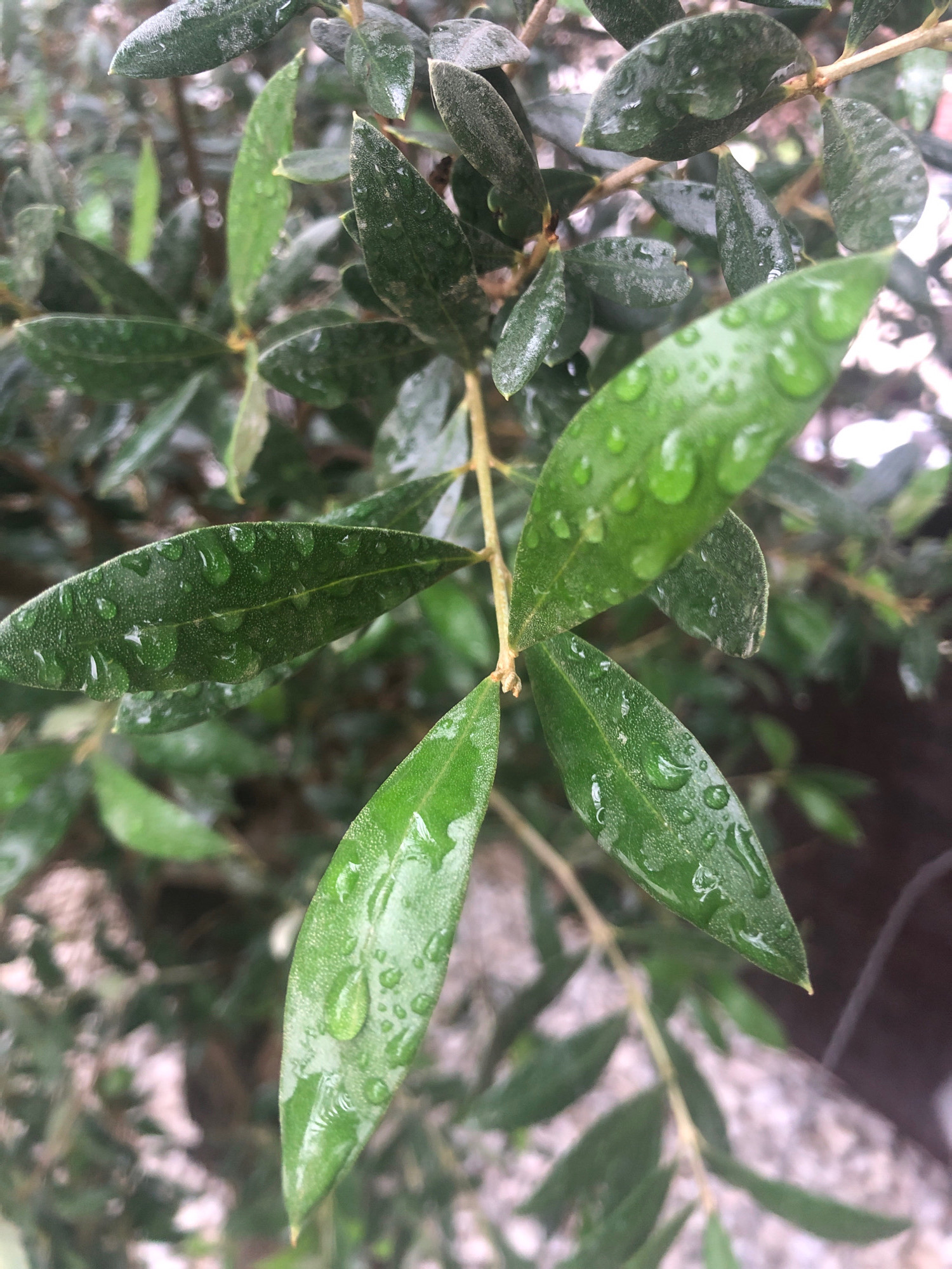 The image shows a close-up view of green leaves, likely from an olive tree, covered in water droplets. The leaves are elongated and pointed, with a slightly textured surface. The water droplets are of various sizes, some forming large, clear spheres, while others are smaller and scattered. The background is blurred, showing more foliage and suggesting an outdoor environment. The lighting appears natural, with soft shadows. There are no people or identifiable landmarks visible. The scene does not offer enough information to determine a specific location in Sierndorf, Austria.
