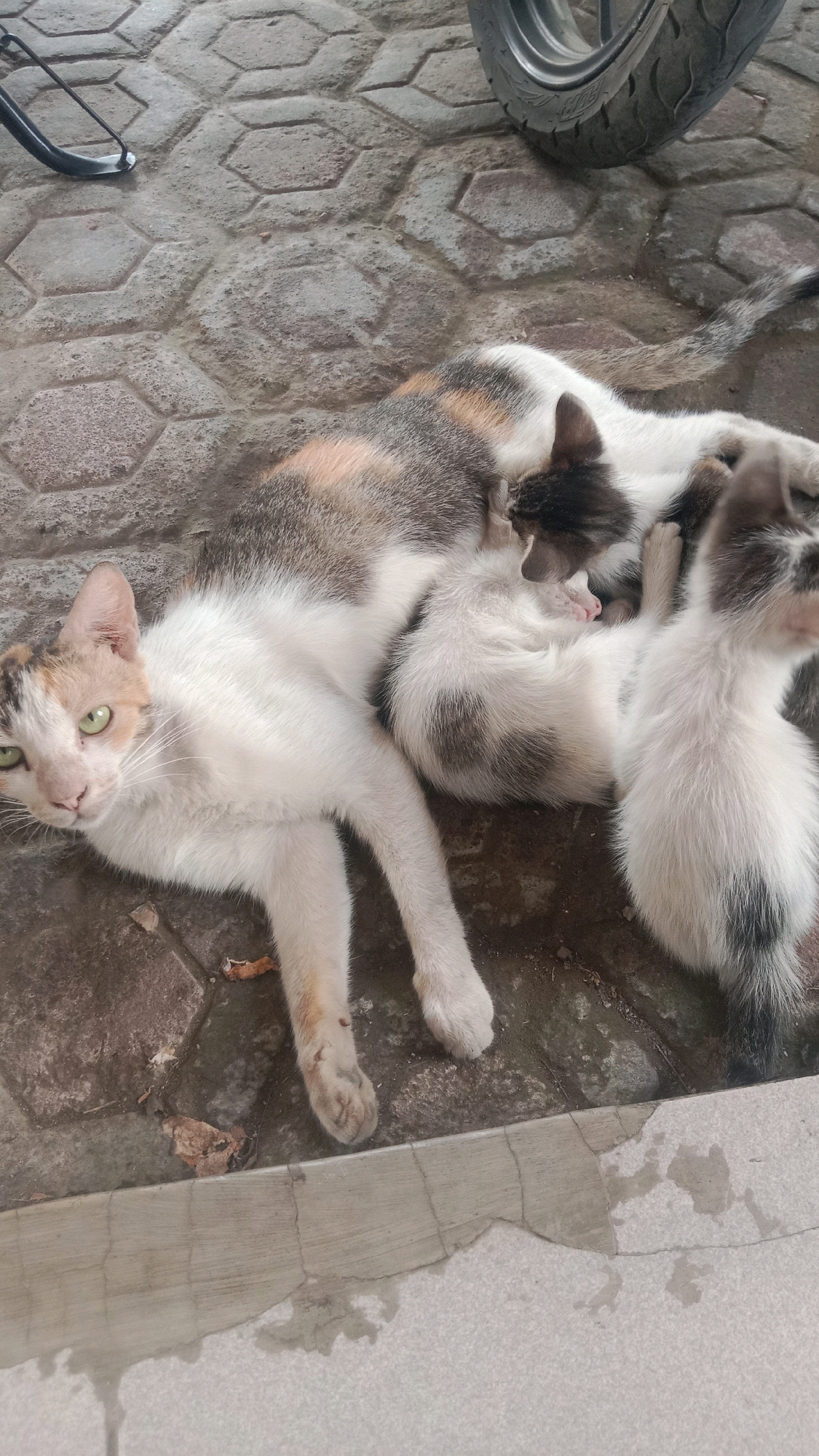A calico cat and three kittens are resting on a hexagonal paver patio in Sumberjaya, Indonesia. The mother cat is lying on her side, with her head turned towards the camera, and her green eyes are open. Her fur is white with patches of black, orange, and gray. Two of the kittens are nestled close to her body, while a third kitten is positioned slightly away. The kittens are mostly white with gray and black markings. A motorcycle tire and a kickstand are visible in the upper right and upper left corners of the image, respectively, indicating the location is likely a residential area or a place where motorcycles are commonly parked. The ground is wet in places, and there are a few dry leaves scattered on the pavers.