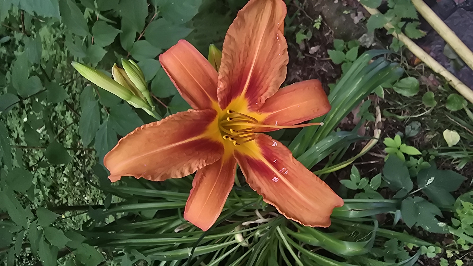 A vibrant orange daylily with yellow and red accents in its petals is the central focus of this image. The flower is in full bloom, showcasing its delicate structure and stamen. Surrounding the flower is lush green foliage, with some leaves appearing to be damp, suggesting recent rain or dew. The background is a blur of darker green leaves and branches, indicating a natural setting. The ground beneath the flower is covered with soil, small green plants, and some fallen leaves. In the lower right corner, a portion of what appears to be a yellow hose or pipe is visible. The image was taken in Il’inskiy, Russia.