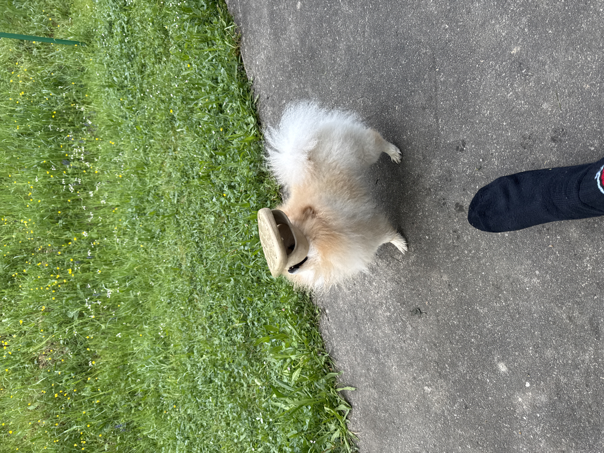 A Pomeranian dog lies on a gray concrete surface, its head near the edge where the concrete meets green grass. A beige sandal is positioned on top of the dog's head. To the right of the dog, a foot wearing a black sock with a red and white stripe is visible. The scene is in an outdoor location. There is no location information to confirm its position within the city of Bietigheim-Bissingen, Germany.
