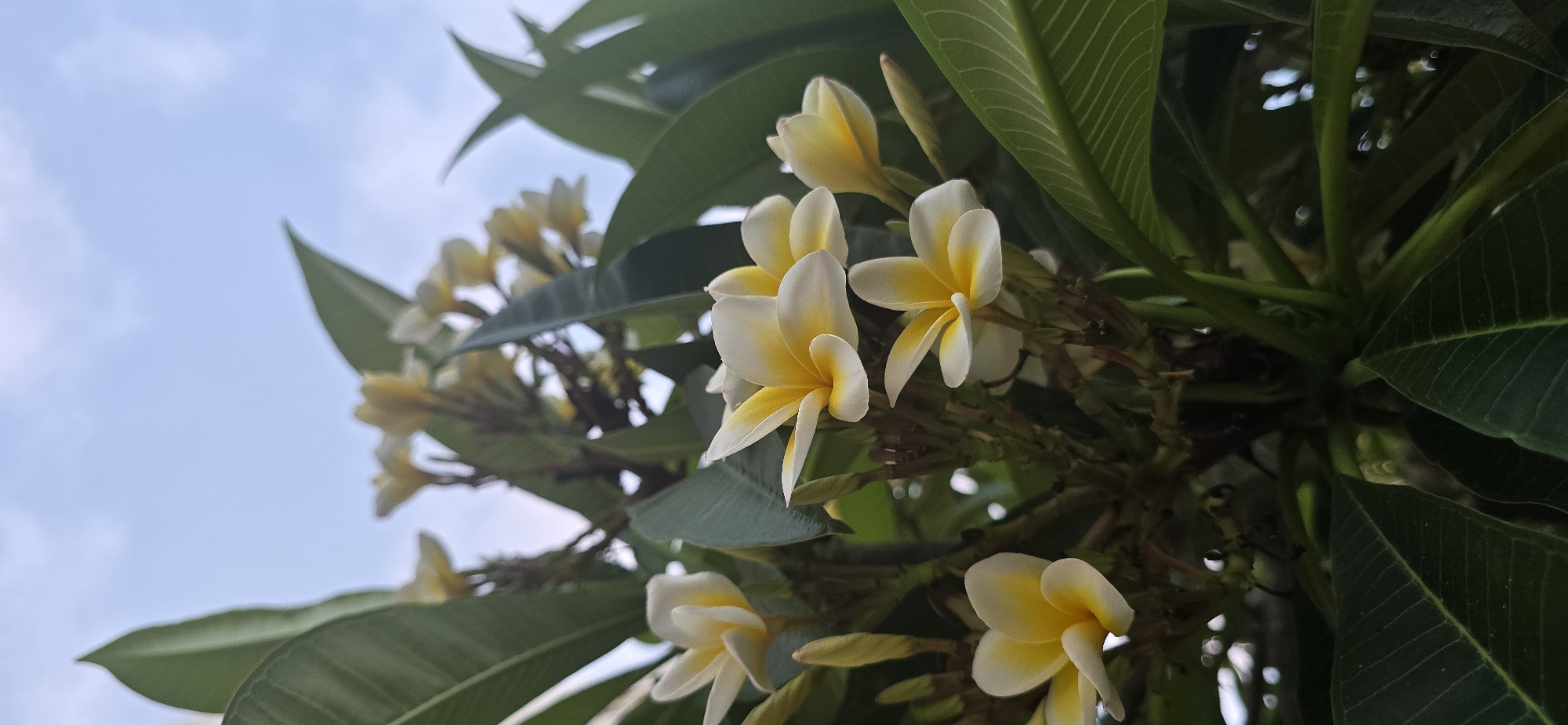 This is a close-up, low-angle shot of frangipani flowers and leaves against a pale blue sky with wispy clouds. The frangipani flowers are primarily white with yellow centers, and some are fully bloomed while others are in bud. The leaves are a deep green and appear healthy. The image was taken in Bat Yam, Israel, likely in a garden or park setting, given the presence of lush vegetation. There are no people or animals visible in the image. The lighting suggests it is daytime, with soft, natural light illuminating the subjects. The focus is sharpest on the flowers in the foreground, with a shallower depth of field blurring the background foliage and sky.