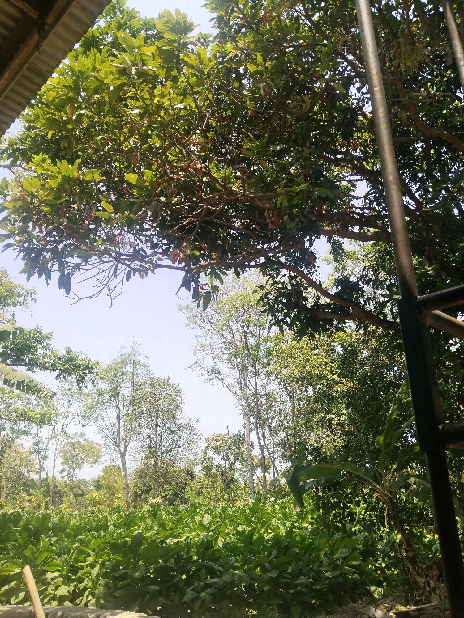 The image depicts a lush, green landscape with a dense canopy of trees overhead, some bearing what appear to be fruits or pods. The sky is clear and blue. In the foreground, there is a field of broad-leafed plants, likely tobacco, given the context of Taraban, Indonesia, a region known for its tobacco cultivation. Tall, slender trees are visible in the midground, interspersed with the dense foliage. To the right, a dark, metallic pole and railing suggest the presence of some man-made structure, possibly a viewing platform or support. The overall impression is one of a rural agricultural setting bathed in natural light.