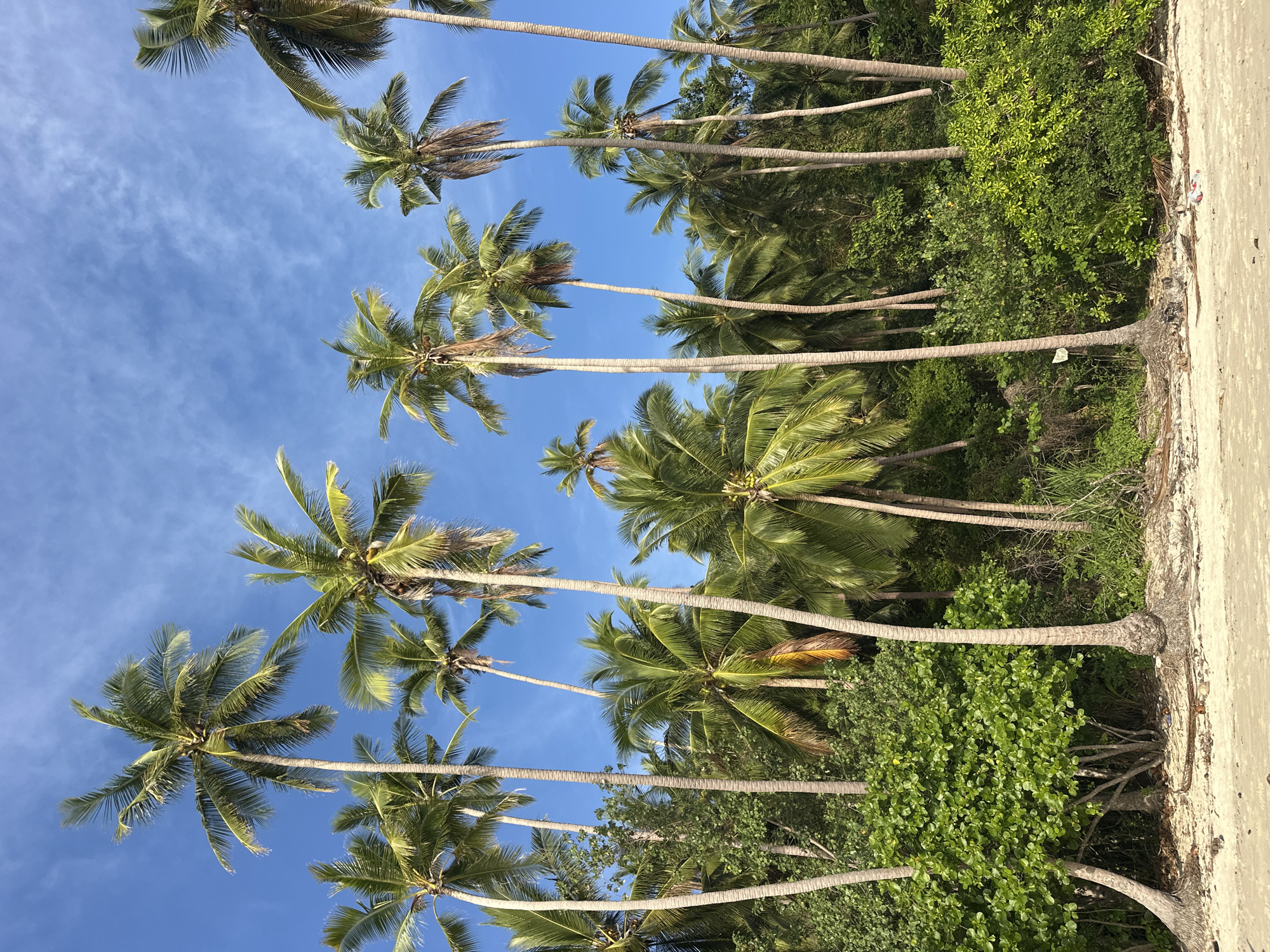 The image depicts a beach scene in Ko Samui District, Thailand, characterized by a dense growth of palm trees against a bright blue sky with scattered clouds. The foreground shows a sandy beach with some scattered debris, including dried leaves and what appear to be plastic bottles. The palm trees are varied in height and density, with their trunks varying in thickness and texture. Some of the palm fronds are lush and green, while others appear drier and more brown. The background consists of a dense jungle-like vegetation composed of various green bushes and trees, with the palm trees interspersed throughout. The overall impression is a tropical, natural environment.