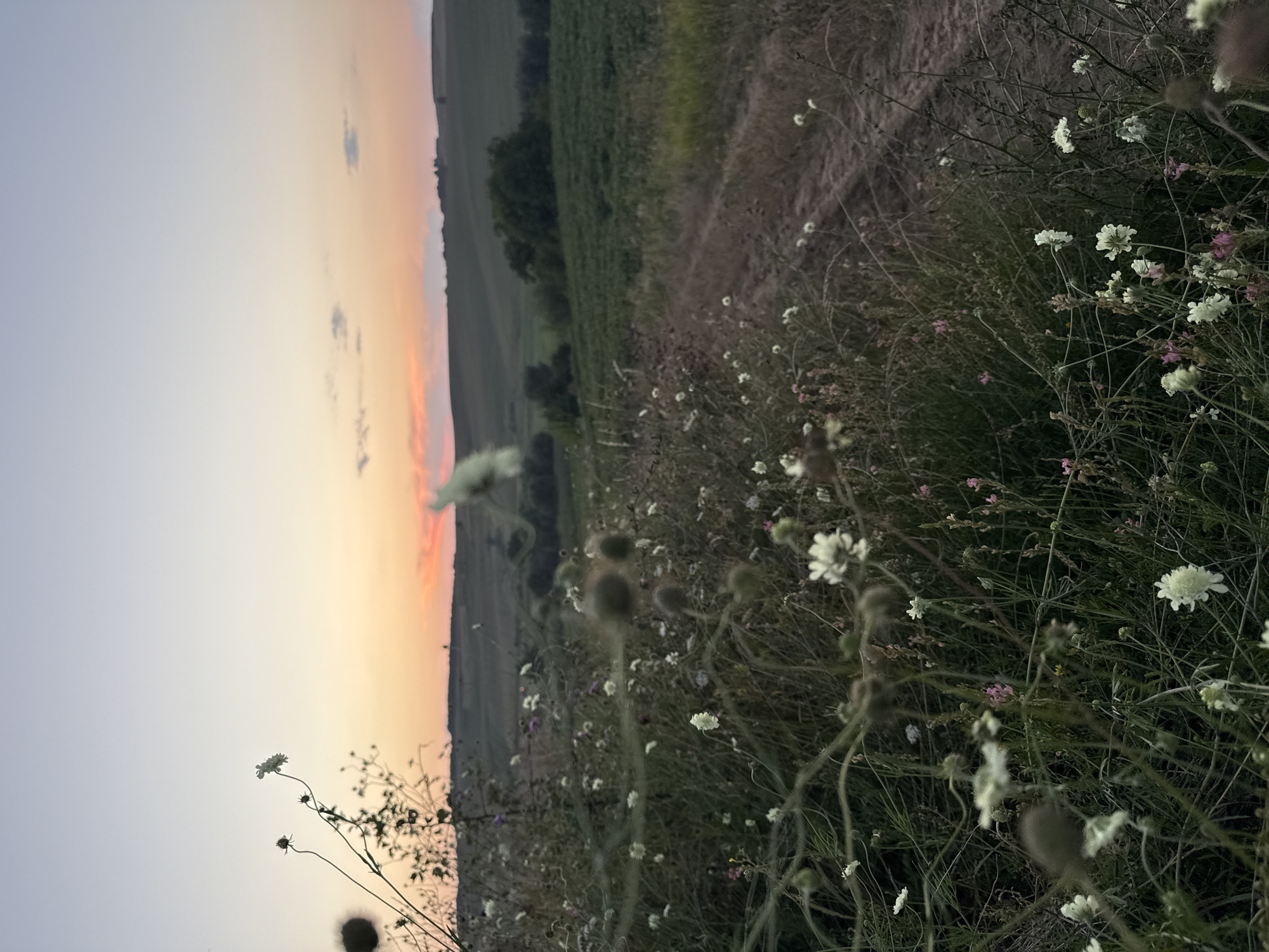 The image is a landscape photograph taken at dusk, with a focus on a field of wildflowers in the foreground. The sky is a gradient of pale blue at the top, transitioning to soft orange and pink hues near the horizon, indicating the setting sun. In the mid-ground, rolling hills are visible, covered in green vegetation and patches of darker trees. A dirt path or track runs diagonally through the scene, disappearing into the background. The foreground is densely populated with various wildflowers, some white and some with hints of pink, interspersed with tall grasses and seed heads. The lighting is dim, characteristic of twilight. The overall mood is serene and natural. The location is described as Unknown, Unknown.