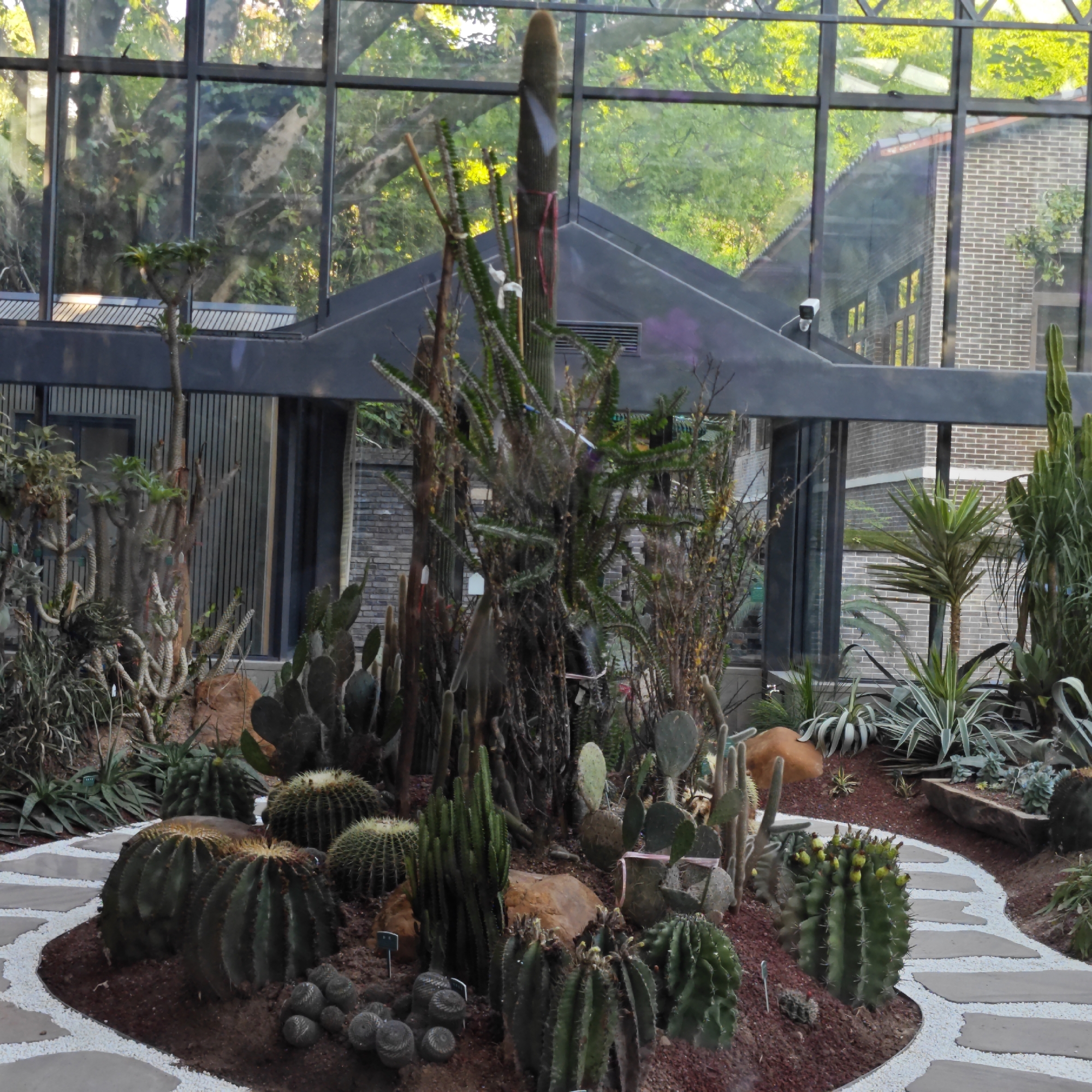 The image depicts a variety of cacti and succulents arranged in a garden setting. The plants are displayed on red soil within a circular pathway bordered by white stones. The garden is enclosed by a glass structure, likely a greenhouse or conservatory, that reflects the surrounding environment, including trees and buildings. A brick building is visible behind the glass, suggesting an urban or suburban location. A surveillance camera is mounted under the gray roof in the background. The presence of various cactus species, including barrel cacti and columnar cacti, suggests a botanical garden or a specialized collection. Based on the prompt specifying Yuzhong District, China, the location is likely within a botanical garden or similar establishment in that area. There are no people depicted in the image.