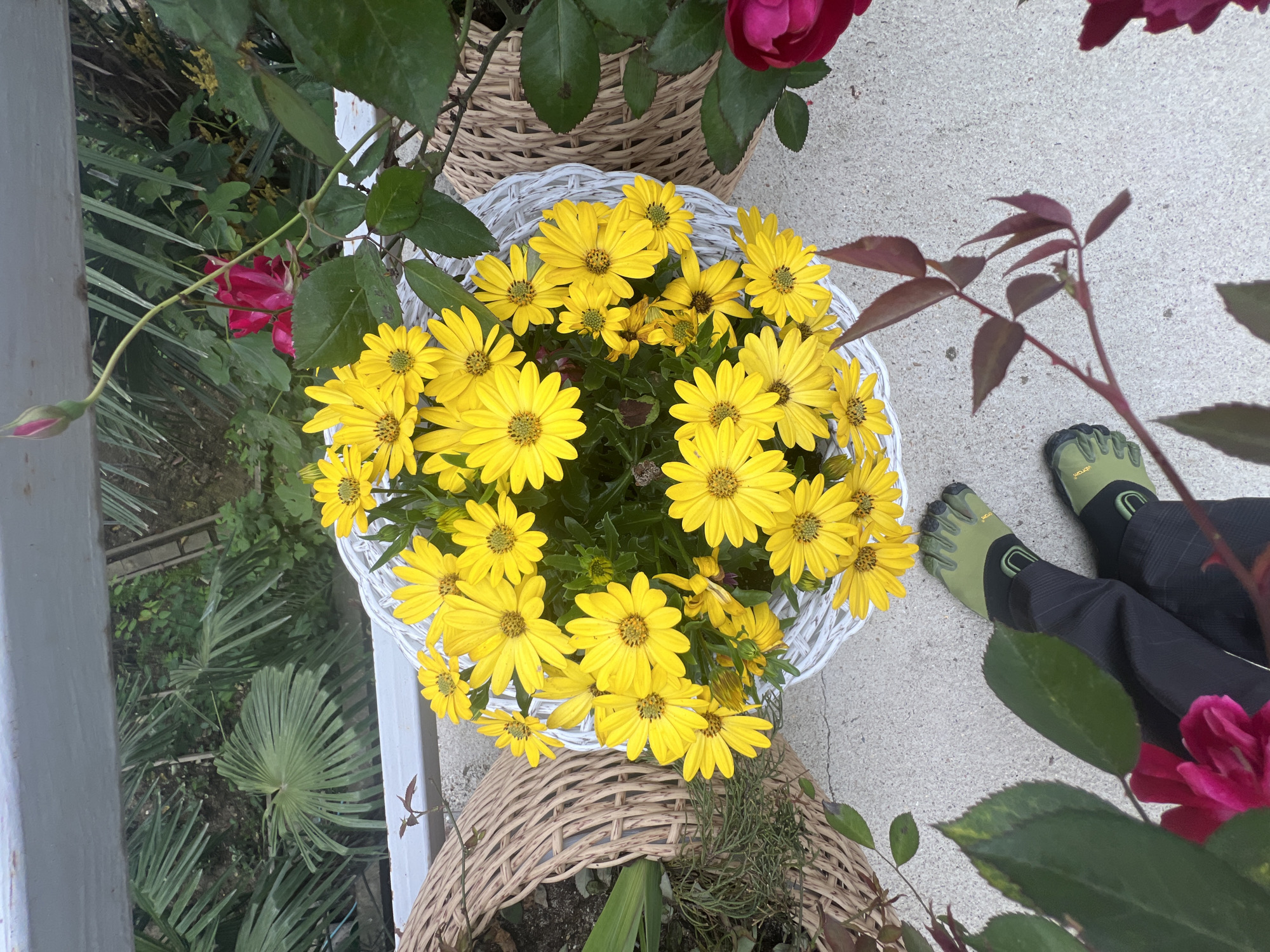 The image shows a top-down view of a collection of flowers in wicker baskets, likely on a patio or balcony in Sochi, Russia, based on the surrounding vegetation and architectural style. The central focal point is a white wicker basket filled with bright yellow daisy-like flowers. Around this central basket are two other wicker baskets, one with a red rose bush and the other with mixed greenery. A person is partially visible in the lower right corner, wearing black pants and green Vibram FiveFingers shoes. The patio is made of concrete. The environment includes green palm fronds and other foliage, typical of the Sochi region. There are no clear actions or interactions visible.
