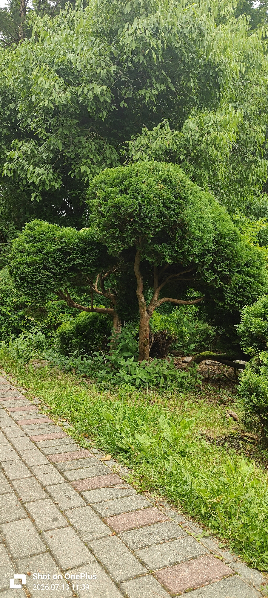 This image captures a garden path made of interlocking pavers in Kaliningrad, Russia. The path, composed of rectangular grey and reddish-brown pavers, runs diagonally from the bottom left corner upwards and to the right, bordered by lush green grass and various plants. The dominant feature of the garden is a meticulously shaped coniferous tree, likely a Juniper or Cypress, with a thick, gnarled trunk and a canopy sculpted into rounded, tiered forms. Its branches are spread outwards, showcasing its intricate structure. Behind this sculpted tree, dense foliage from larger trees forms a verdant backdrop. The scene is tranquil and appears to be a well-maintained park or garden area. The timestamp in the lower left corner indicates the photo was taken on July 13, 2026, at 11:39 AM.