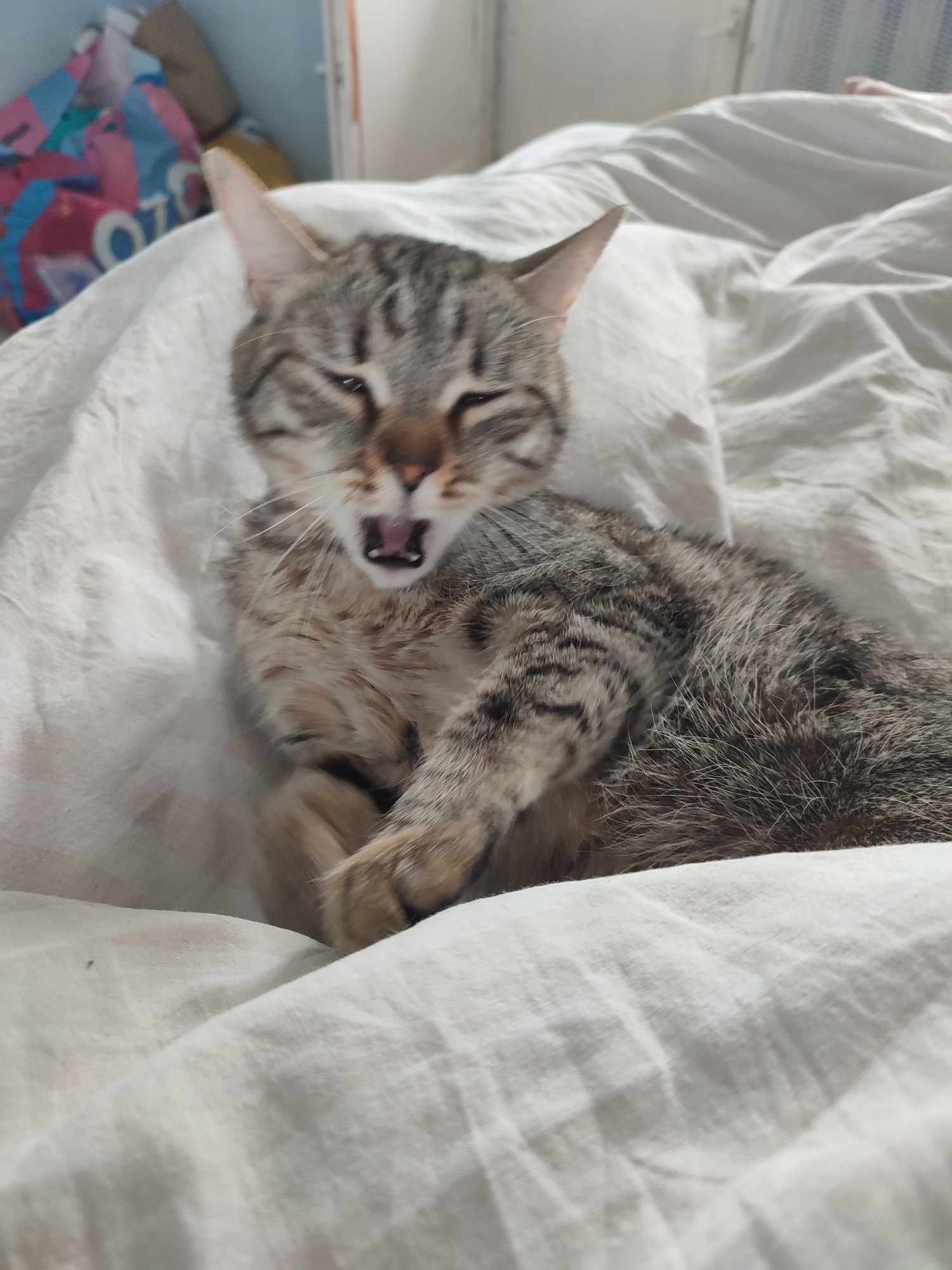 A tabby cat is lying on a white, rumpled bed. The cat is light brown with gray stripes and is mid-yawn, exposing its teeth. The background is indistinct. The image was captured indoors. While the image's location cannot be reliably confirmed, the prompt suggests it was taken in the city of Chaikovsky, Russia.