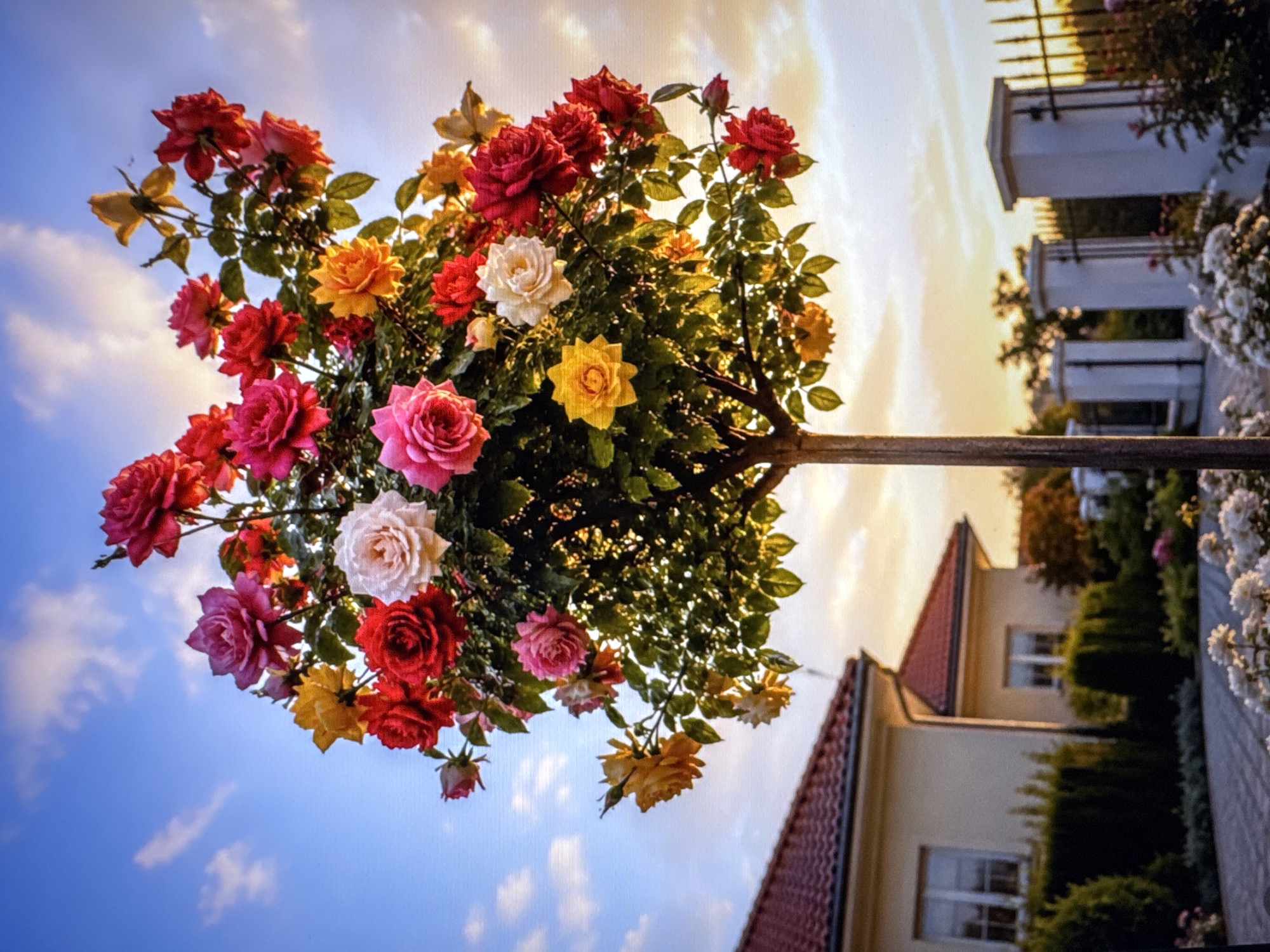 A close-up, eye-level shot shows a rose tree in bloom against a sky with white clouds and a gradient of blue to golden light. The tree has numerous roses in shades of red, pink, white, and yellow. The trunk is dark brown and slender. In the background, a light-colored house with a red-tiled roof is visible, along with manicured green bushes and a paved driveway. Further back, there are white pillars and a black metal fence. The lighting suggests it is either sunrise or sunset.