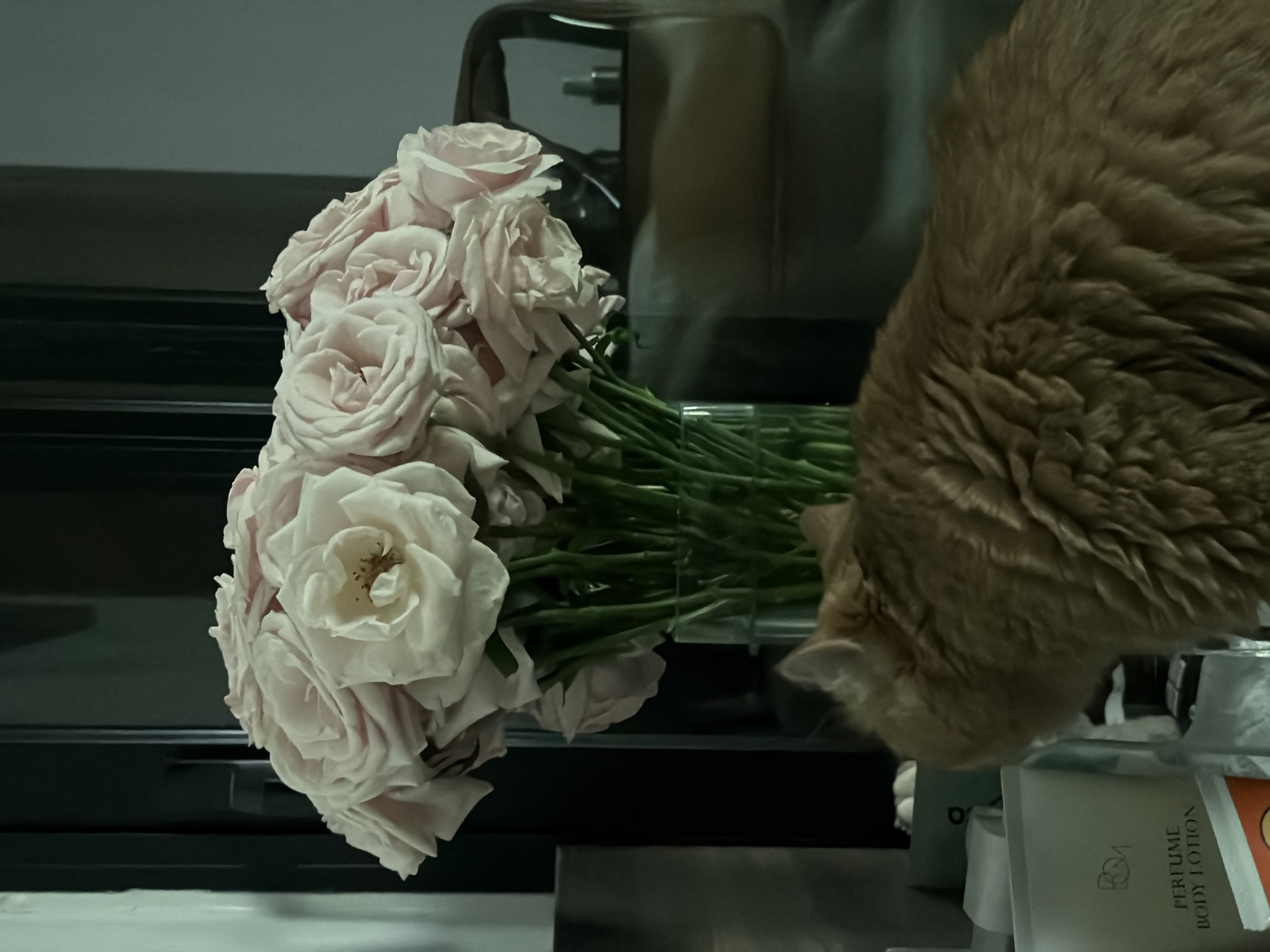 A light pink rose bouquet in a glass vase sits on a surface in front of a blurred background. To the right of the bouquet, an orange cat is seen from behind, looking towards the left. In the foreground on the left, a bottle of "Perfume Body Lotion" is partially visible. The environment appears to be an indoor setting, possibly a room or a display area, with furniture and other objects in the background. The lighting is dim. There is no information in the image to indicate a location in Đà Nẵng, Vietnam.