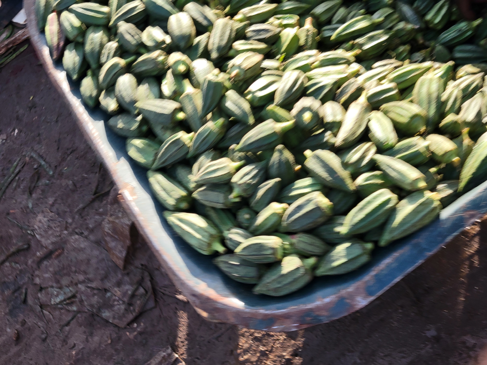 A top-down, slightly angled, close-up shot shows a large pile of okra pods filling a metal basin. The okra pods are green and appear to be fresh. They are arranged in a dense mound within the basin, which has a blue rim with some signs of rust and wear. The ground beneath the basin is a dark, textured surface, possibly dirt or mud, with some scattered debris. The scene is lit by natural sunlight, casting shadows and highlighting the texture of the okra. The image appears to be taken outdoors in a marketplace or agricultural setting, possibly in Gura Top, Nigeria. There are no people visible in the frame.
