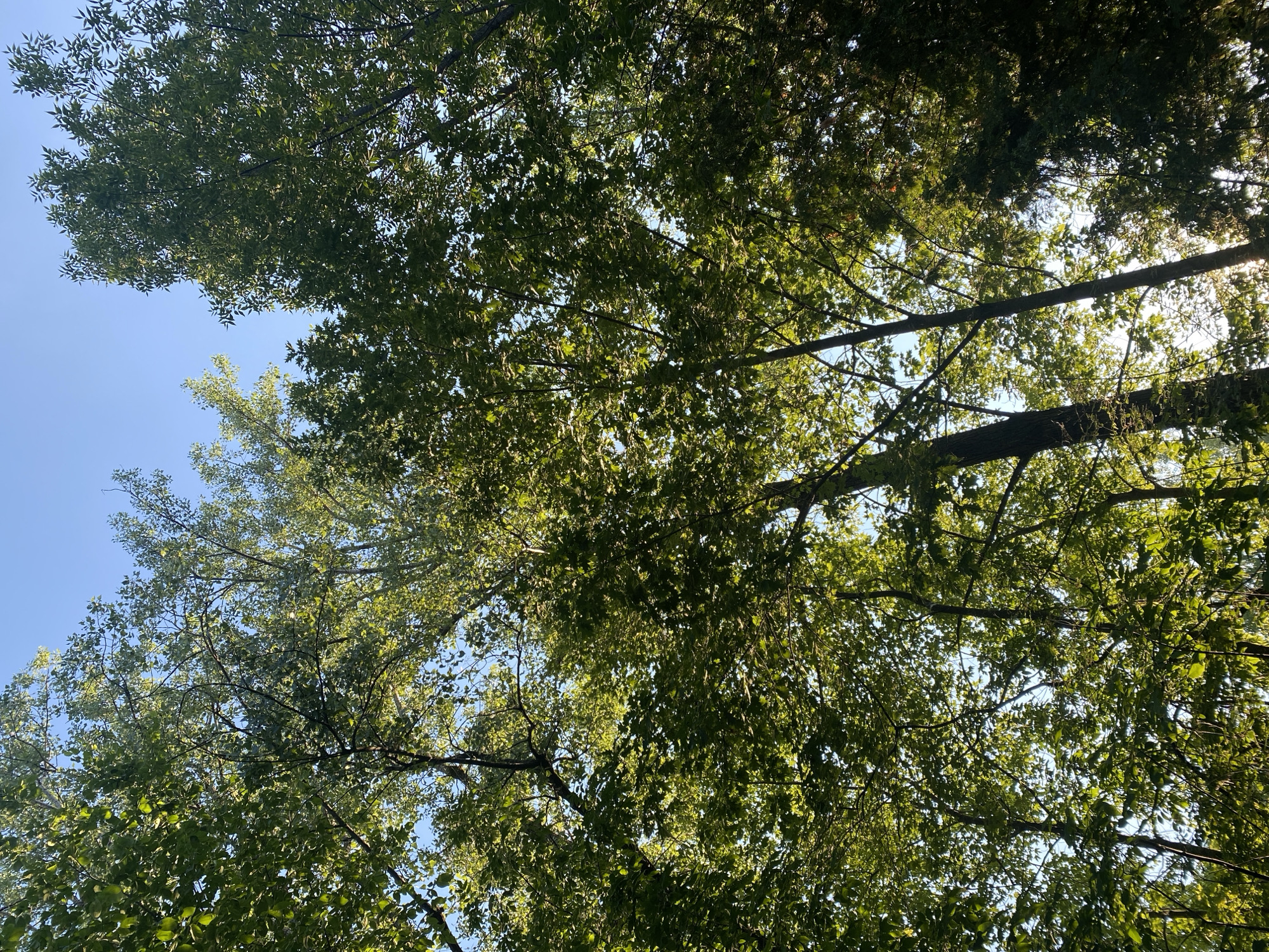 This media file captures a view looking up through the canopy of green trees on a clear day. The bright blue sky is visible in several patches between the dense foliage, suggesting it is daytime, likely late morning or early afternoon given the sunlight filtering through the leaves. The leaves appear lush and vibrant, indicating a time of year with abundant growth, possibly summer or early autumn. The branches of the trees create a complex network against the sky, with some thicker limbs providing structure to the scene. The overall impression is one of natural tranquility and the beauty of an outdoor environment. There are no people or specific objects visible beyond the trees and sky. The location context of Peru, United States of America, provides a general geographical setting.