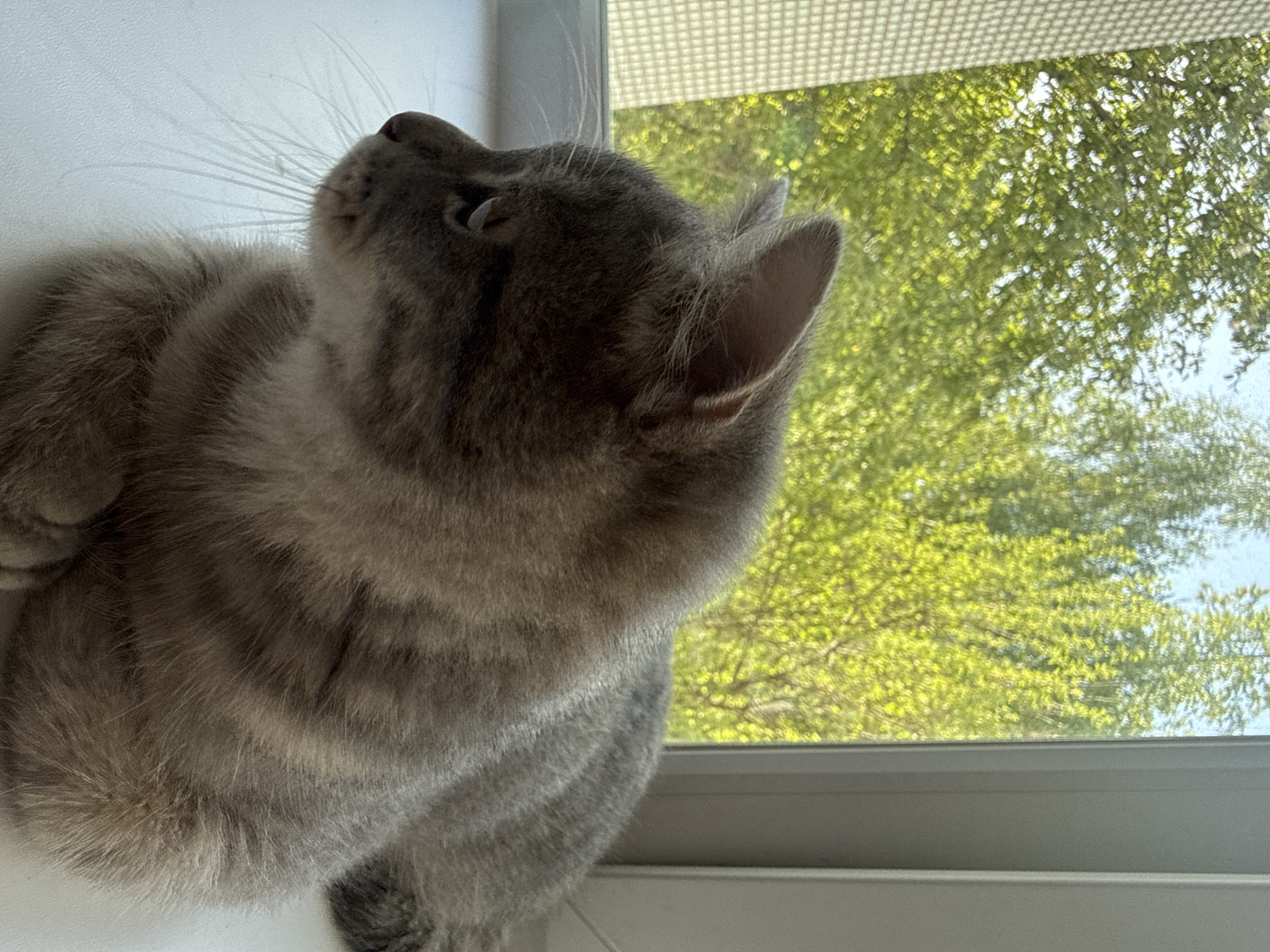 A gray cat sits on a white window sill, looking upward and toward the right. Green trees, possibly outside the window, are visible through the window. The location is not specified in the image, and it is not possible to confirm its location within Chaikovsky, Russia.