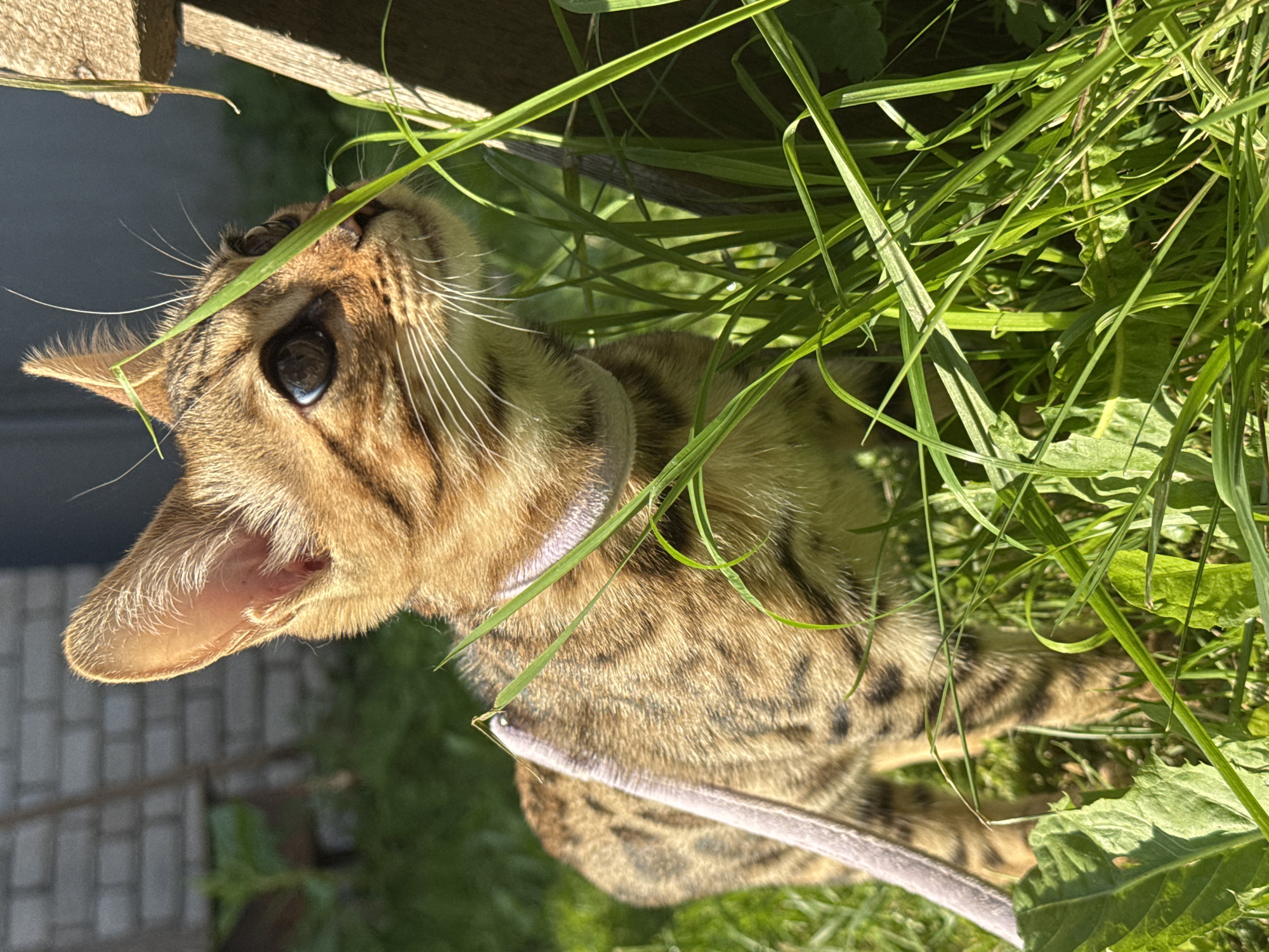 A young, striped cat with brown and black markings and bright eyes stands in tall green grass in a backyard. The cat is wearing a thin purple collar and a leash is visible over its back. In the background, a weathered wooden structure is partially visible to the right, and a brick wall and some greenery are visible to the left. The lighting suggests it is daytime, with sunlight casting shadows. The scene is set in a residential area in Rzhev, Russia.