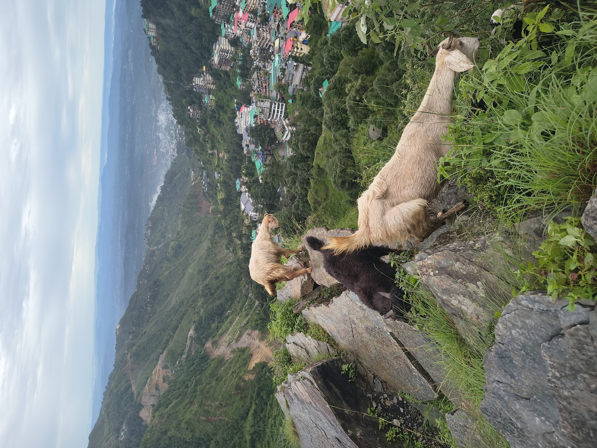 Three goats, one black and two light brown, are positioned on a rocky outcrop overlooking a densely populated hillside in Bhagsu, India. The goats are grazing and interacting with the rocky terrain and surrounding vegetation. The town below is characterized by a dense concentration of buildings with colorful roofs, nestled amidst lush green hills. In the background, layers of mountains recede into a hazy, overcast sky. The overall scene depicts a rustic, mountainous landscape with a thriving settlement integrated into the natural environment.