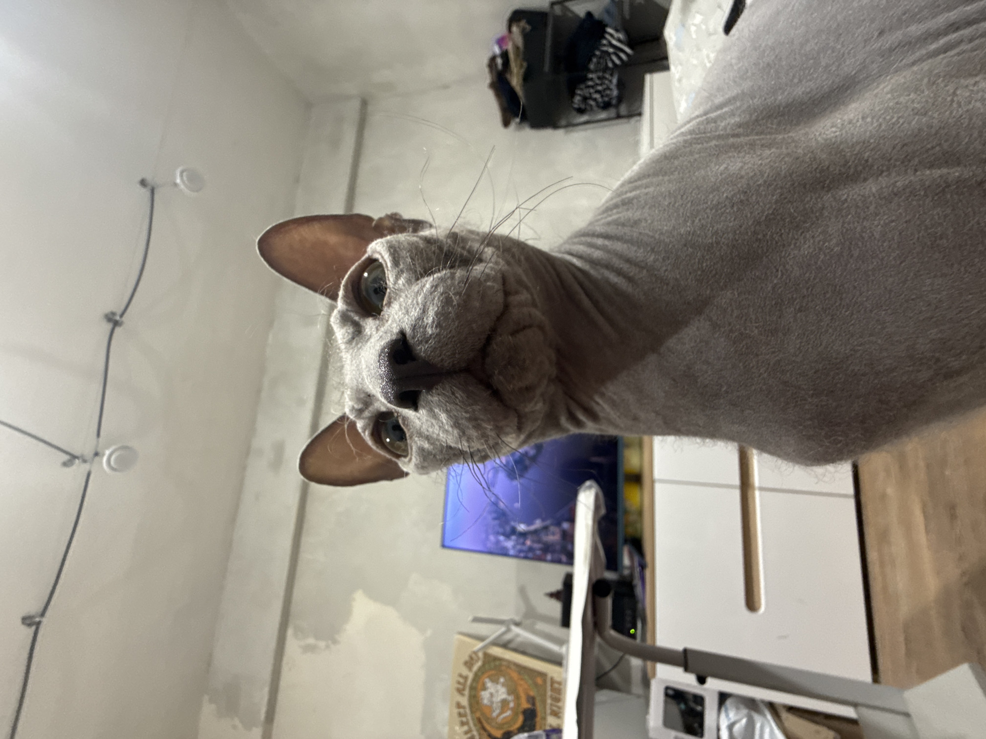 A light grey Sphynx cat is the central subject of this image, captured from a low-angle perspective looking upwards. The cat, which is hairless and has visible wrinkles on its skin, has large, prominent ears and a scattering of long whiskers around its muzzle. Its light-colored eyes, possibly green or blue-grey, are fixed directly on the camera, conveying a curious or watchful expression. The cat's head is slightly tilted, and its body extends into the upper right of the frame.
The setting appears to be an indoor room, likely a home in Votkinsk, Russia, based on the provided context. The walls or ceiling are a light, possibly off-white or beige color, with some textured or unfinished areas visible. Wires are attached to the upper left wall with small white fixtures. In the background, to the right of the cat's head, a television screen displays a blue-toned image, possibly a city skyline or abstract art. Below the TV, there's light-colored furniture, possibly a cabinet or shelf. A long, light wooden rod is visible hanging vertically in the right mid-ground. Further back and to the right, shelves or a rack hold various items, including clothing. On a surface lower down, a fabric item or bag is visible with partially readable text that includes "SLEEP ALL DAY". The room is illuminated by artificial light. The image itself is oriented vertically, suggesting it may have been taken horizontally and then rotated.