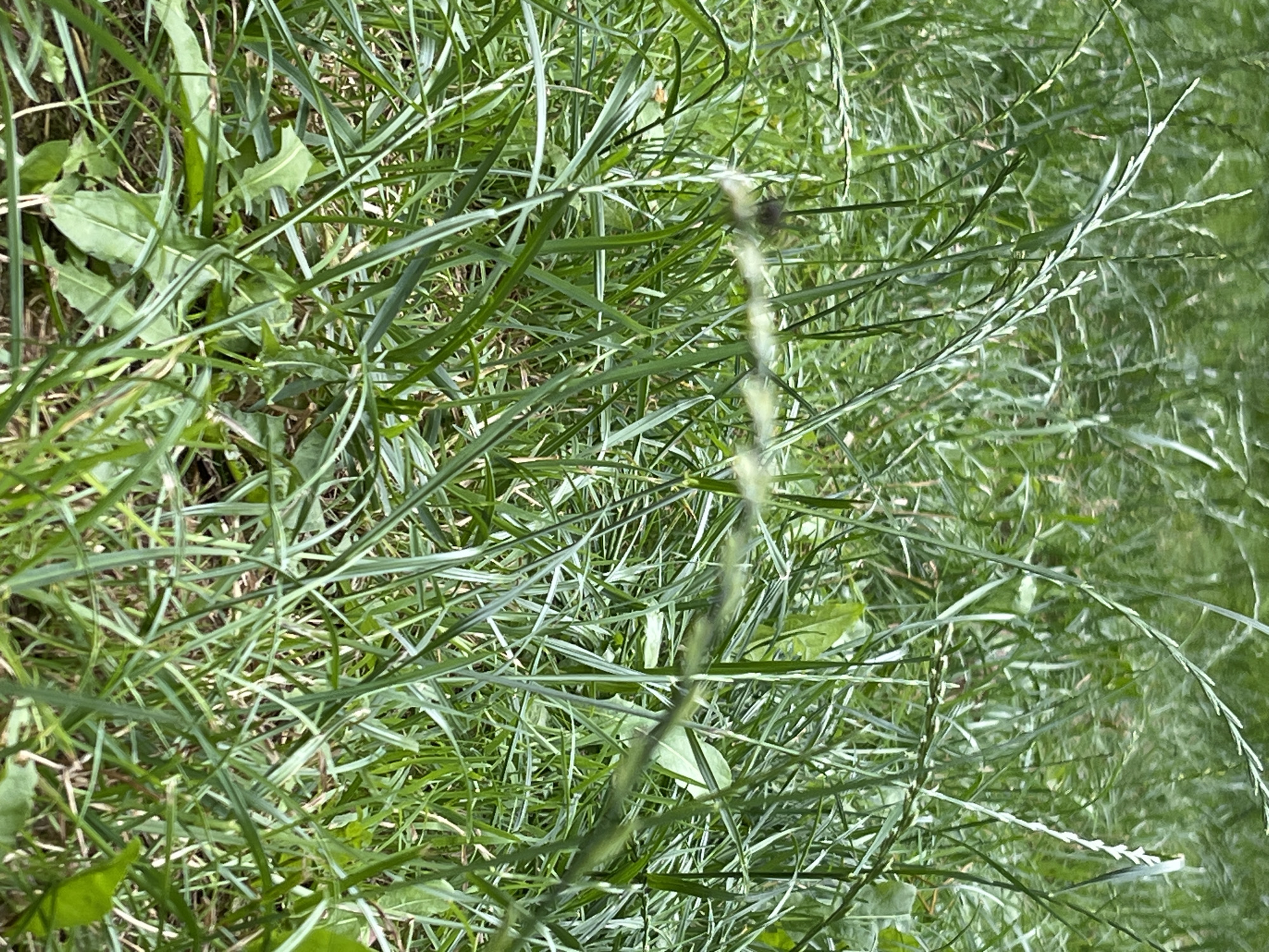 The image shows a close-up, top-down view of lush green grass and foliage. The grass is dense and appears to be in a natural setting, possibly a field or a garden. Several blades of grass are sharply in focus, revealing their texture and variations in color, from bright green to lighter, almost silvery tones. Interspersed with the grass are broader leaves, some of which have serrated edges, suggesting the presence of weeds or other types of plants.
A thin, wiry stem, also green and textured, runs vertically through the center of the image, slightly off-center to the right. This stem appears to have small, almost scale-like structures along its length. At one point on this stem, a dark, small object is visible, which could be an insect or a small seed pod, though it is blurred and difficult to identify precisely. The overall impression is one of abundant, untamed greenery.
The lighting suggests it is daytime, with soft light illuminating the scene. There are no people or artificial objects visible, creating a natural and tranquil ambiance. The context of Lviv, Ukraine, implies a temperate climate where such lush vegetation would be common, especially during warmer months. No text is visible in the image.