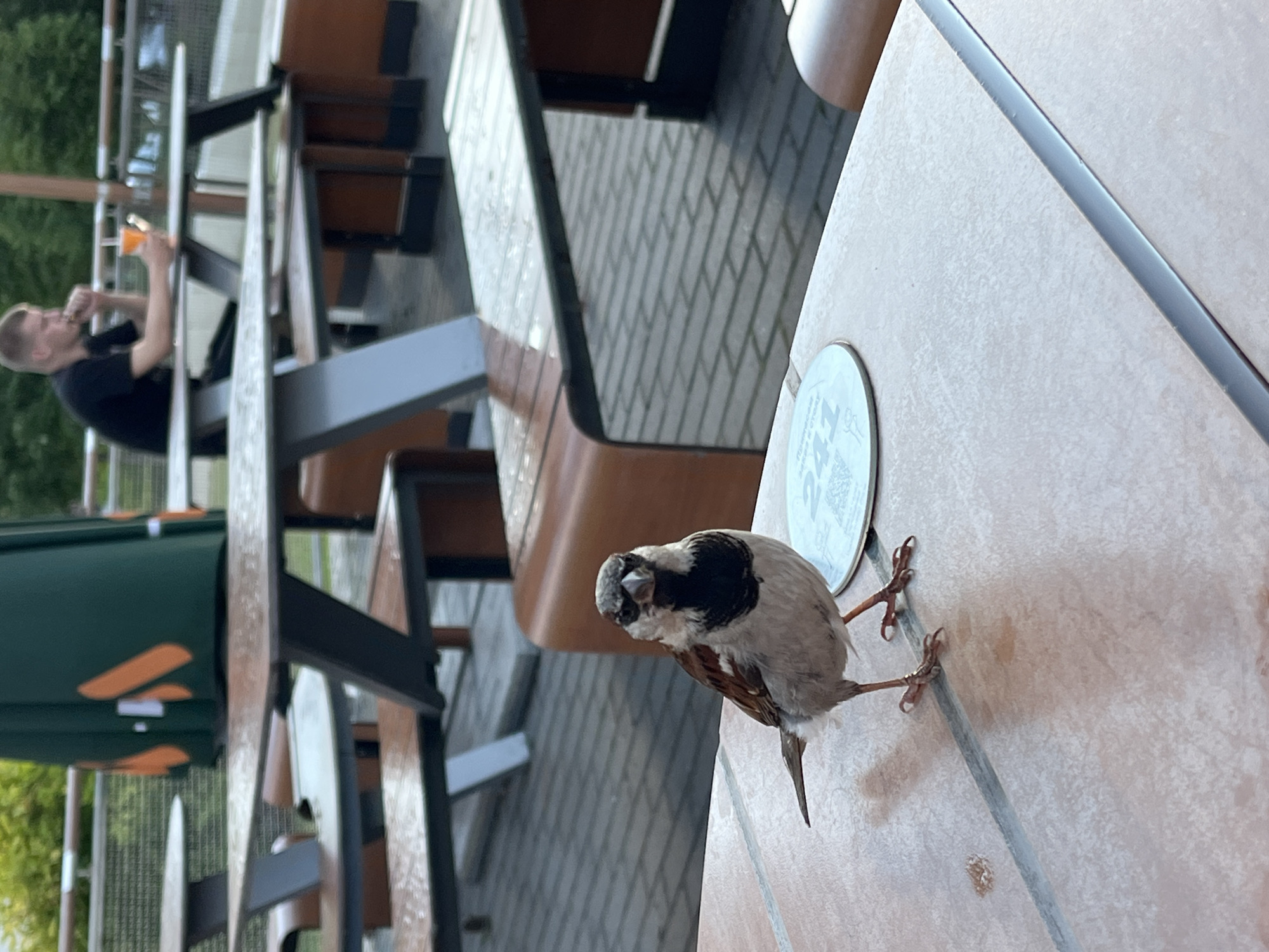 A house sparrow is perched on a light-colored tiled table, its body turned to the right and its head angled towards the camera. The bird has typical sparrow markings, with brown and grey feathers and a black bib. The table surface is textured with some faint circular stains.
In the background, a person wearing a black t-shirt is seated at an outdoor table and appears to be holding a drink in a glass with an orange-colored liquid. The person is out of focus, as is the rest of the background which shows a patio or outdoor seating area with brick paving and wooden benches. There is also a green bin with orange markings visible to the left. The scene suggests a casual outdoor dining or resting environment.
The image appears to have been taken during the day, with natural light illuminating the scene. No specific weather conditions are discernible. The location context of Nizhny Novgorod, Russia, is provided but not visually evident within the image itself. There is a circular object with some faint text on the table, partially obscured by the bird, but the text is not legible.