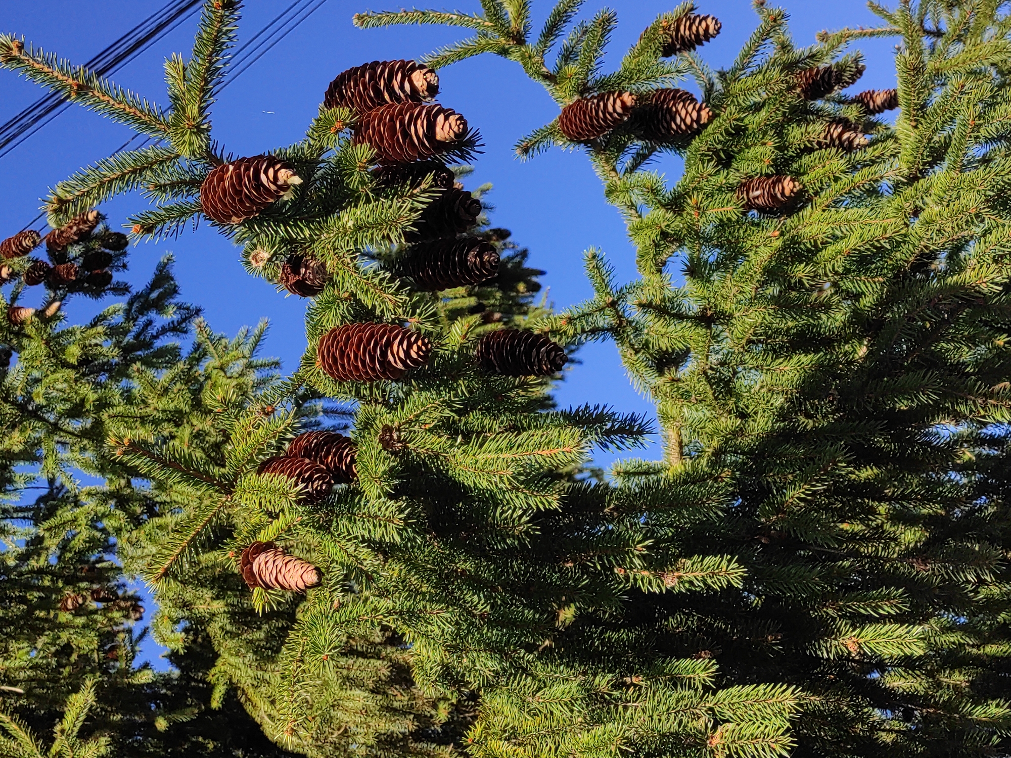 The image shows a close-up view of an evergreen tree, likely a spruce or fir, laden with numerous mature brown cones. The cones are densely clustered on the branches, and the needles of the tree are a vibrant green. The background is a clear, bright blue sky. A few electrical wires run across the top left corner of the image. The image was taken in the city of Ольховка, Russia. There are no people, animals, or other objects of interest visible in the scene other than the tree, its cones, and the sky. The action implied is the natural growth and reproduction of the evergreen tree.