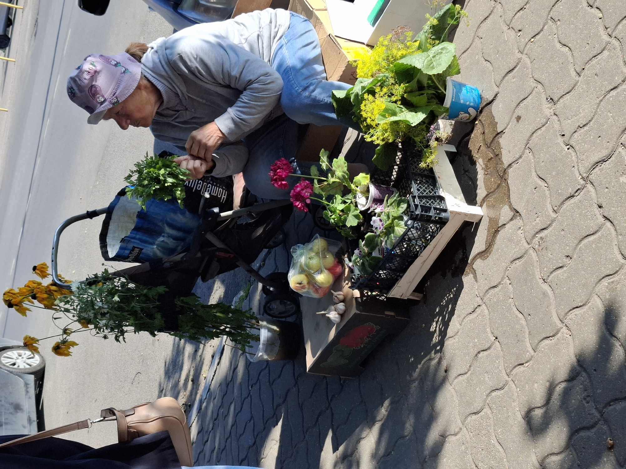An elderly woman with a light purple hat with cartoon owls and a grey sweatshirt is sitting on a cardboard box on a sidewalk. She is holding a bunch of parsley in her hands. She is looking to her right. In front of her are several potted plants, including some with pink flowers, and a bunch of yellow wildflowers. Behind her is a stroller and a brown handbag is hanging from a pole. The sidewalk is made of interlocking grey pavers. There are also some apples and garlic on a cardboard box. The scene appears to be a street market.