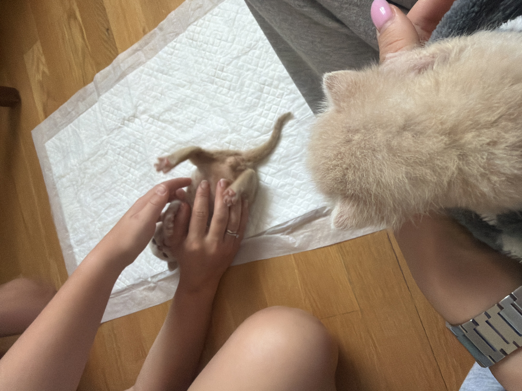 The image shows a close-up view of two very young kittens being handled by two individuals. The kittens are light-colored and appear to be no more than a few weeks old, with one lying on its back being gently held by its paws and the other being petted from behind. The scene takes place indoors, on a light-colored quilted mat that is placed on a wooden floor. One individual's legs and arm are visible in the foreground, wearing a silver watch on their wrist and grey sweatpants. Another person's arms and hands are in the mid-ground, also interacting with a kitten. The lighting is soft, suggesting an indoor setting. There is no discernible information within the image to suggest a specific location in Moscow, Russia.