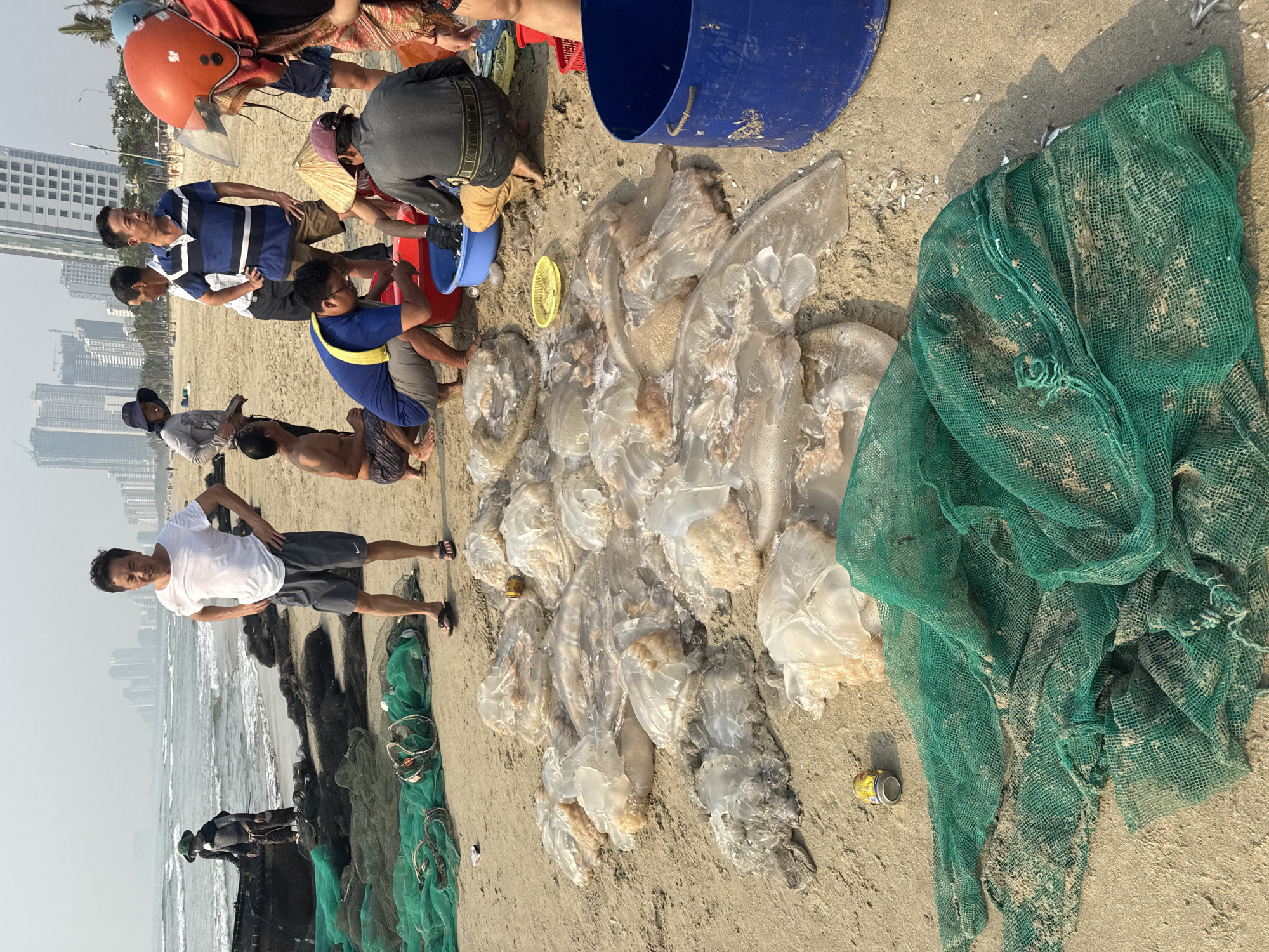 On a beach in Đà Nẵng, Vietnam, a group of people are gathered around a pile of harvested jellyfish. The jellyfish are pale and translucent, lying on the sand next to green fishing nets. People are sorting and processing the jellyfish, using blue buckets. Buildings are visible in the background.