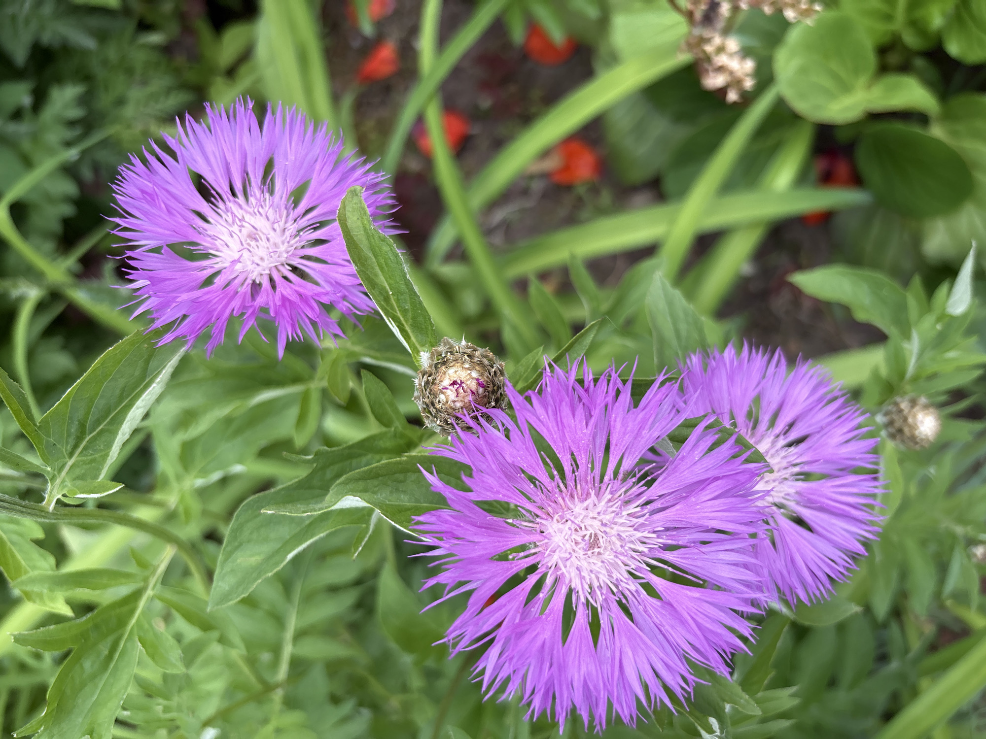 A close-up, top-down view captures three purple flowers with feathery petals and white centers, likely Centaurea cyanus, in a garden setting. The flowers are in various stages of bloom, with one bud visible. Lush green foliage surrounds the blossoms, and a blurred background reveals hints of dark soil, scattered red petals, and possibly other garden debris. The image quality is slightly soft. The specific location in Chaikovsky, Russia, is not discernible from the visual information provided.