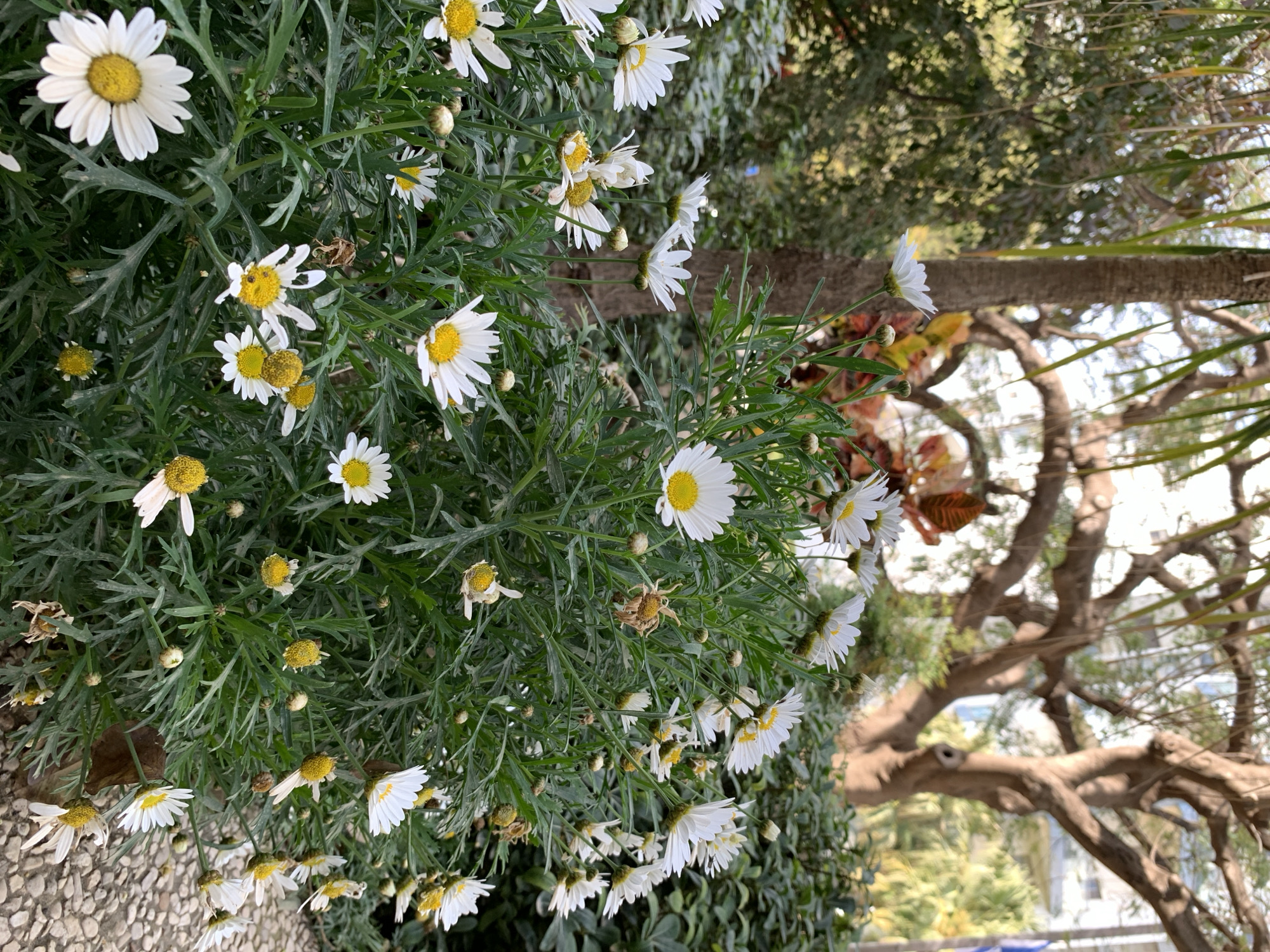 The image shows a cluster of white and yellow daisies in full bloom, surrounded by dense green foliage. The plants are situated next to a paved area with small, light-colored stones. In the background, a tree with thick, bare branches is visible, along with glimpses of other trees and possibly buildings, suggesting an urban setting. Based on the provided location, it can be assumed that the image was taken in Tel-Aviv, Israel, although there is no concrete evidence within the image to specifically confirm this.