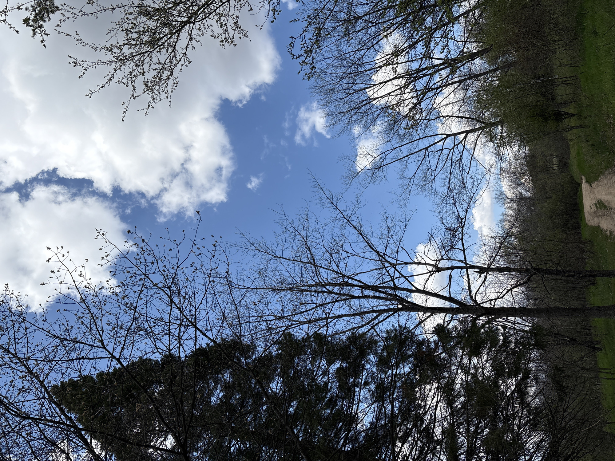 The image captures an upward view towards a bright blue sky partially covered by white, fluffy cumulus clouds. Numerous tree branches, mostly bare or adorned with early buds and sparse, delicate leaves, frame the sky from the top, bottom, and left. These skeletal branches suggest a late winter or early spring season.
In the lower right portion of the frame, a segment of a light brown dirt path is visible, running alongside a strip of vibrant green grass. This indicates an outdoor, natural setting such as a forest, park, or rural area. Deeper into the lower frame, denser foliage and darker tree canopies, possibly evergreen or trees with more developed leaves, add depth to the scene.
The lighting suggests it is daytime, with bright conditions indicating either full sun peeking through the clouds or a generally overcast but well-lit day. There are no people, animals, or man-made structures (other than the path) visible in the image. No discernible text is present. The scene conveys a sense of tranquility and the subtle signs of changing seasons in a natural environment, located in Panagyurishte, Bulgaria.