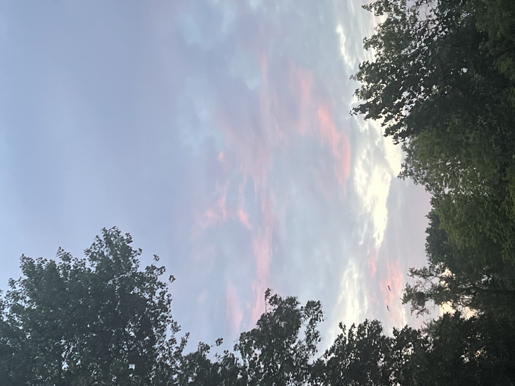 This is a photograph taken in Warsaw, Poland, capturing a portion of the sky with trees in the foreground. The sky exhibits the soft colors of dusk or dawn, with hues of light blue, pale pink, and grey clouds. Two birds are visible in flight against the sky. The lower part of the image is dominated by the dark green foliage of trees, with some branches extending into the upper frame. The scene appears to be an outdoor natural setting within the urban environment of Warsaw.