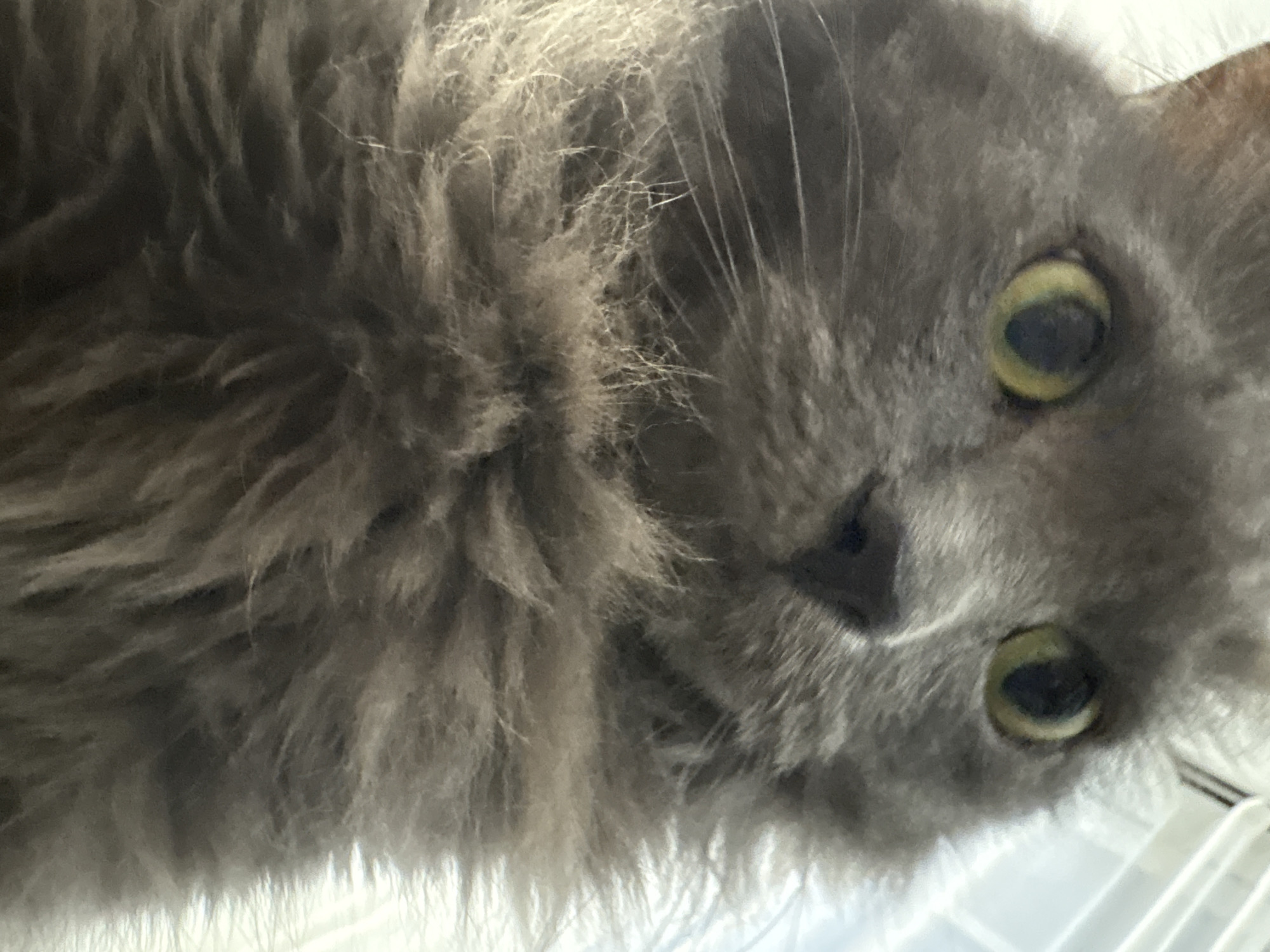 This is a close-up, low-angle, eye-level, medium shot of a grey, long-haired cat. The cat's face is largely visible, with its green eyes and dark pupils prominently featured. Its whiskers are spread out, and its nose is a dark, triangular shape. The cat's fur appears thick and fluffy, especially around its chest and neck. The background is out of focus and appears to be a light-colored, textured surface, possibly a wall or furniture. There is no indication of the city of Vladivostok, Russia, or any other specific location. The image is a still photograph with no discernible action or interaction.