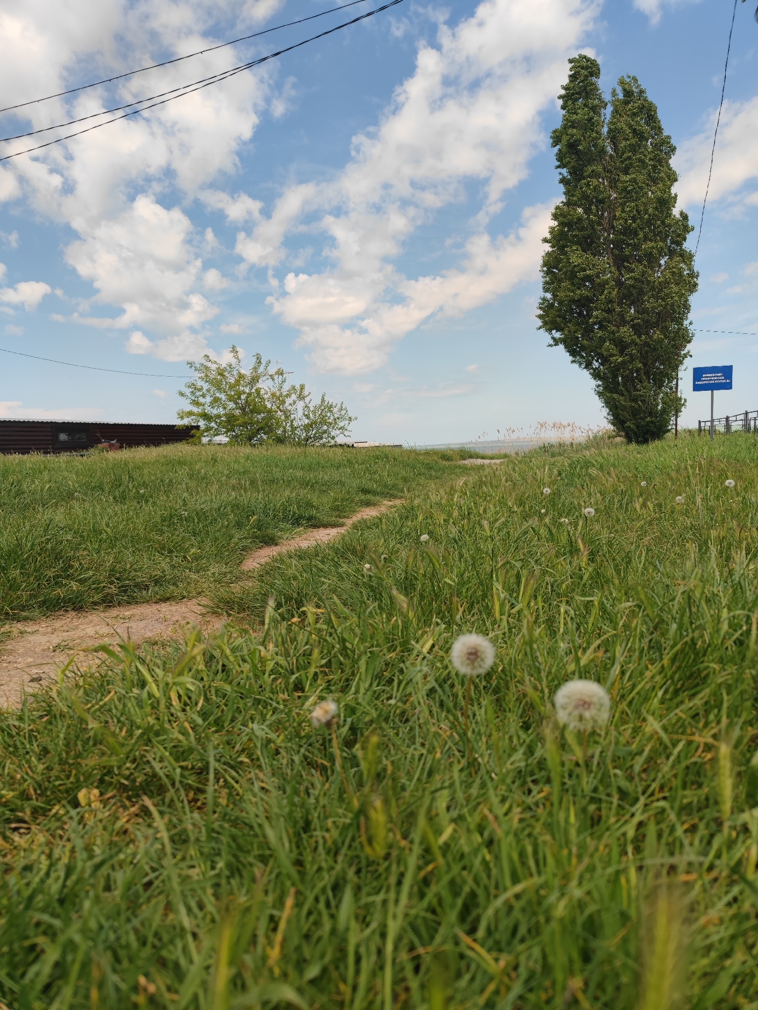 The photograph depicts a grassy field with a dirt path leading uphill. Several dandelions with seed heads are visible in the foreground. In the middle ground, a line of trees and a sign are present. A building with a brown roof is situated to the left of the path. The sky is blue with scattered white clouds and power lines are visible. The scene is located in Sennoy, Russia.