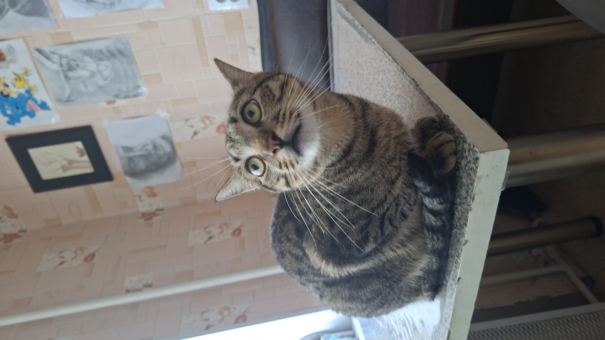 A tabby cat sits on a table in a room, looking up and to the left. The cat is predominantly brown and black with stripes. It has green eyes and white whiskers. The table appears to be made of a grey speckled material with a white edge. In the background, there is a wall with pink and white patterned wallpaper. Several drawings are taped to the wall, including a framed drawing, a drawing of a face, and a drawing of a cat. A white vertical pole is visible on the left side of the image. The room appears to be a domestic setting. The image was taken in Myadzyel, Belarus.