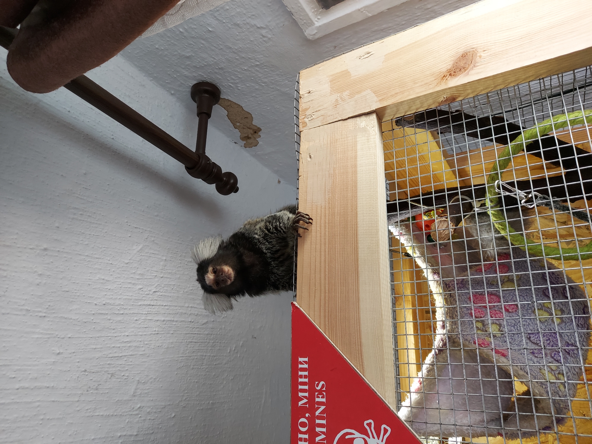 The image displays a small marmoset with dark fur and distinctive white ear tufts, peeking out from what appears to be an enclosure. The monkey is positioned on a light-colored wooden frame, looking directly at the viewer with a curious expression. Its small hands with visible claws are gripping the wooden edge.
The background consists of a textured white wall or ceiling, from which a dark brown metal rod, possibly a curtain rod or support, extends. Below the marmoset, a red sign is partially visible, featuring white text that reads "НО, МІНИ" and "MINES," along with a graphic that looks like a handprint.
To the right of the marmoset, the interior of its cage is visible through a wire mesh. Inside the enclosure, there's a soft, patterned blanket or bedding in shades of purple and pink, a thick green rope, and a dark branch or perch, suggesting an environment designed for the animal. The wooden structure framing the cage is made of light, unpainted planks. The image is oriented vertically, making the marmoset appear to be on a vertical surface or viewed from a tilted perspective. The scene suggests an indoor setting.