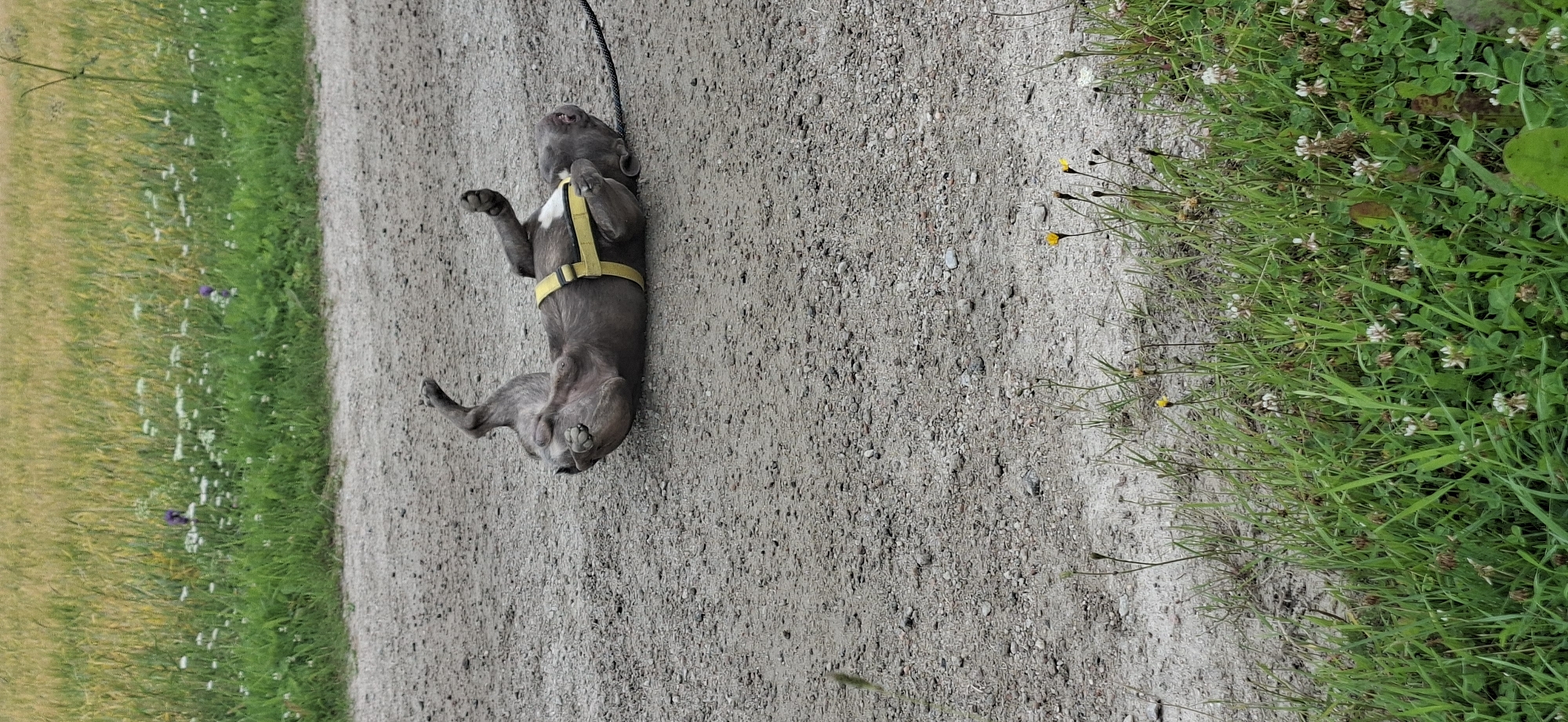 A grey dog wearing a yellow harness is lying on its back on a gravel path. The dog's paws are in the air, and its head is tilted back, with its mouth slightly open. The dog appears to be playful or enjoying itself. Behind the dog, a field of green grass and yellow and white wildflowers is visible, with a blurred yellow-green field in the background. A black leash is attached to the dog's harness and extends off to the right of the frame. The scene is outdoors and appears to be in a natural setting.