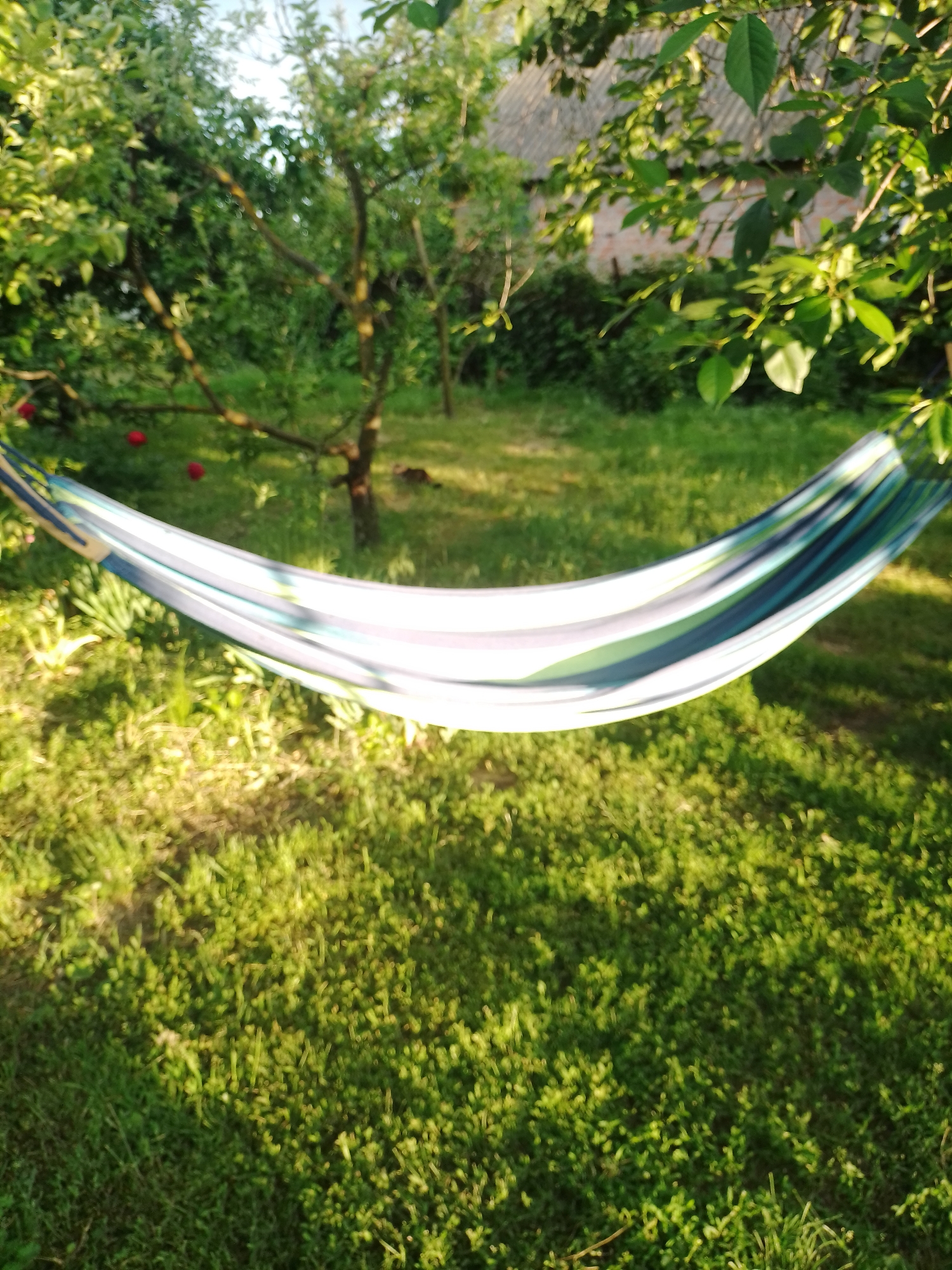 This image captures an outdoor garden scene in Ustyvytsia, Ukraine. A fabric hammock, striped in shades of white, light blue, dark blue, and green, spans horizontally across the midground, suspended between unseen anchor points beyond the frame. The hammock curves downwards, its surface illuminated by sunlight. The ground is covered in vibrant green grass, displaying a mix of sunlit patches and areas of shadow cast by surrounding trees. In the mid-left, a tree with a visible brown trunk features several small, red, spherical objects, likely fruits. Towards the right background, a building with light-colored, possibly brick, walls and a dark, corrugated roof is partially visible through the dense green foliage of trees. The overall environment is lush with various green plants and trees. No individuals are present in the scene, and no specific actions or interactions are depicted. The lighting indicates direct sunlight, suggesting either morning or late afternoon.