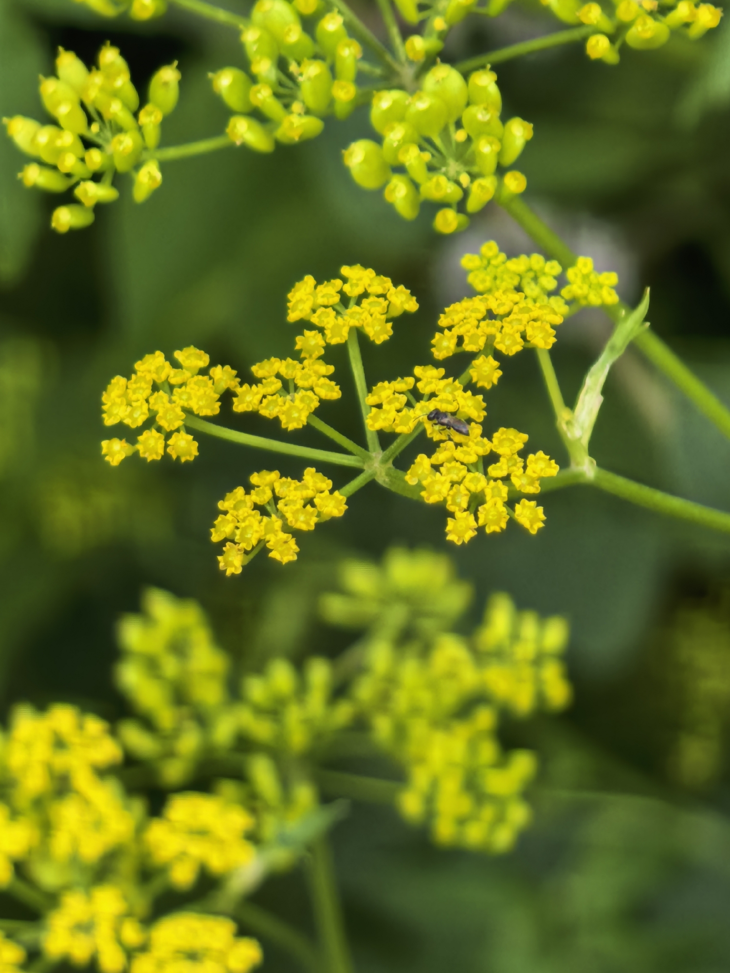The image shows a close-up of a cluster of small yellow flowers with green stems and foliage in the background. There is a tiny black insect, likely a fly, perched on one of the flower clusters. The scene is an outdoor natural environment. There is no indication of the city of Sterlitamak, Russia, in the image.