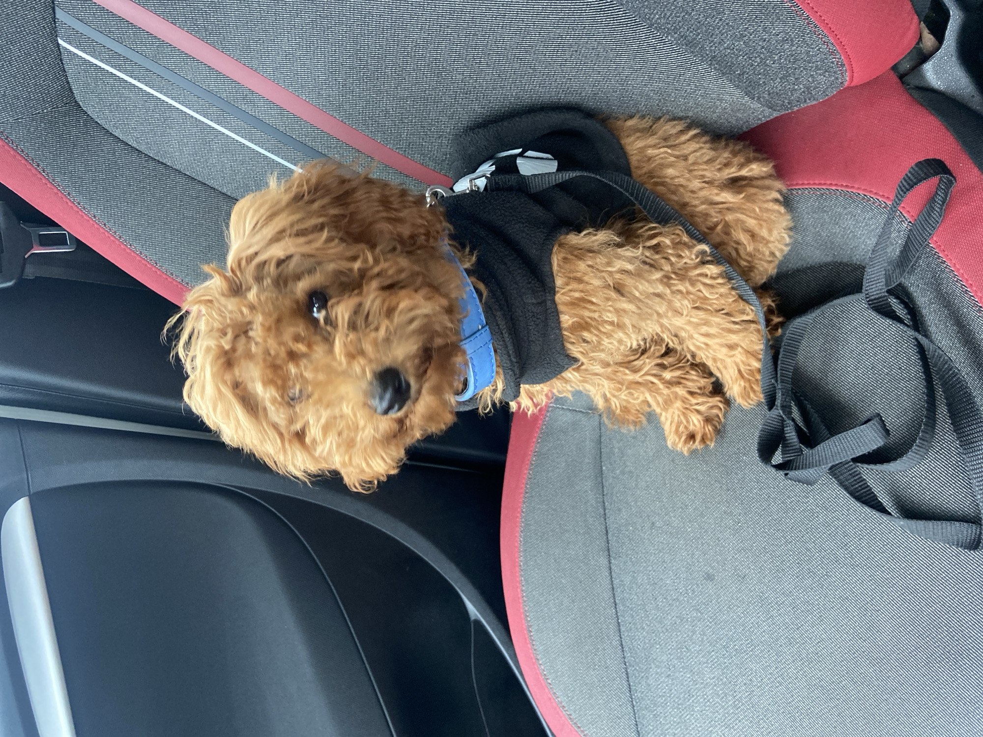 A small, reddish-brown, curly-haired dog, consistent with a miniature poodle or doodle breed, is seated upright on the passenger seat of a vehicle. The dog wears a bright blue collar and a black fleece-like harness with a black nylon leash attached, which rests coiled on the seat below. The dog's dark eyes are directed slightly forward and to the left. The car seat features dark gray, vertically striped fabric upholstery with prominent red trim along the bolster and backrest, accented by thinner white and gray vertical stripes. To the left of the dog, a section of the dark gray car door panel is visible, featuring a horizontal silver-colored trim element. A seatbelt buckle is discernible in the upper right background. The scene is located within a vehicle in Sutomore, Montenegro.