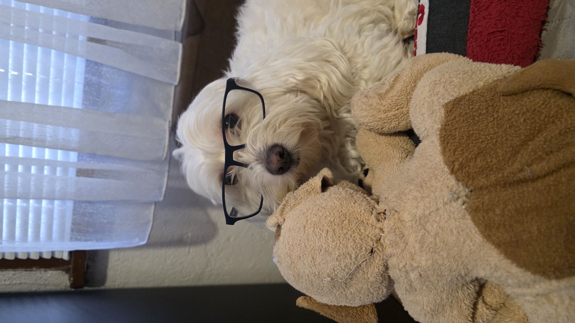 The image features a white, fluffy dog, likely a Maltese or similar breed, lying down in a relaxed pose. Black-framed eyeglasses are playfully perched on the dog's snout, with the lenses resting on its nose, giving it a whimsical and intelligent appearance. The dog's dark eyes are visible through the top of the frames.
The dog is nestled next to a light brown, well-loved stuffed animal, possibly a teddy bear or another plush toy, which appears to be snuggled close. The textures of the dog's dense fur and the plush toy are prominent, conveying a soft and comfortable scene.
The setting is indoors. In the background to the left, a window covered by white horizontal blinds allows soft daylight to filter through, creating vertical stripes of light and shadow. To the right, behind the dog and stuffed animal, parts of a cushion or blanket are visible, featuring red, grey, and black striped fabric.
The overall atmosphere of the image is warm, cozy, and playful, suggesting a moment of rest or gentle interaction. The time of day appears to be daytime, indicated by the natural light. There is no visible text in the image. The location context provided for this image is Blagoevgrad, Bulgaria.